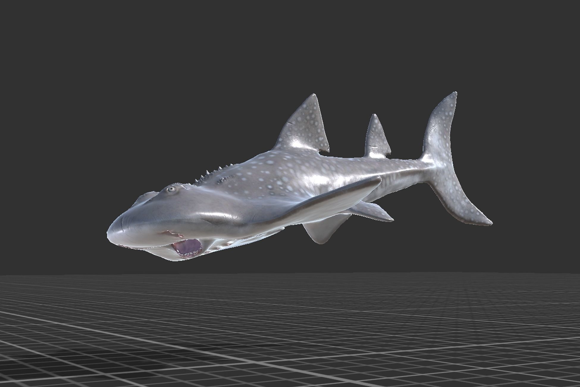 Shark Ray Low-poly 3D model_7