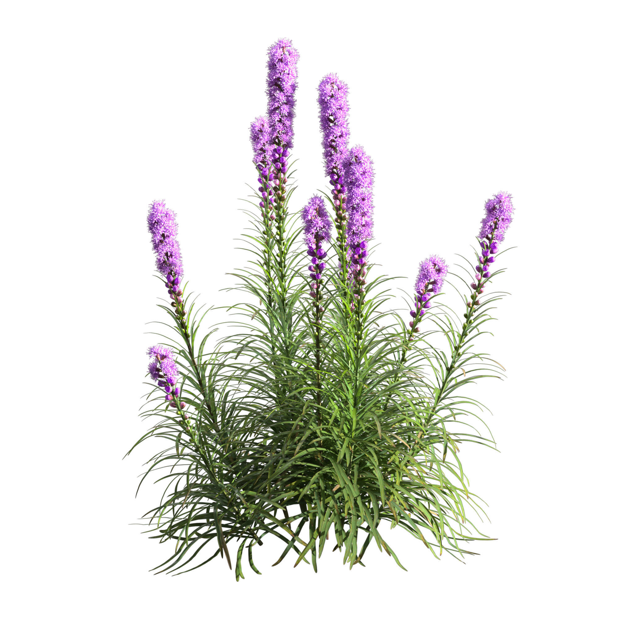 Liatris Spicata 3D model_2