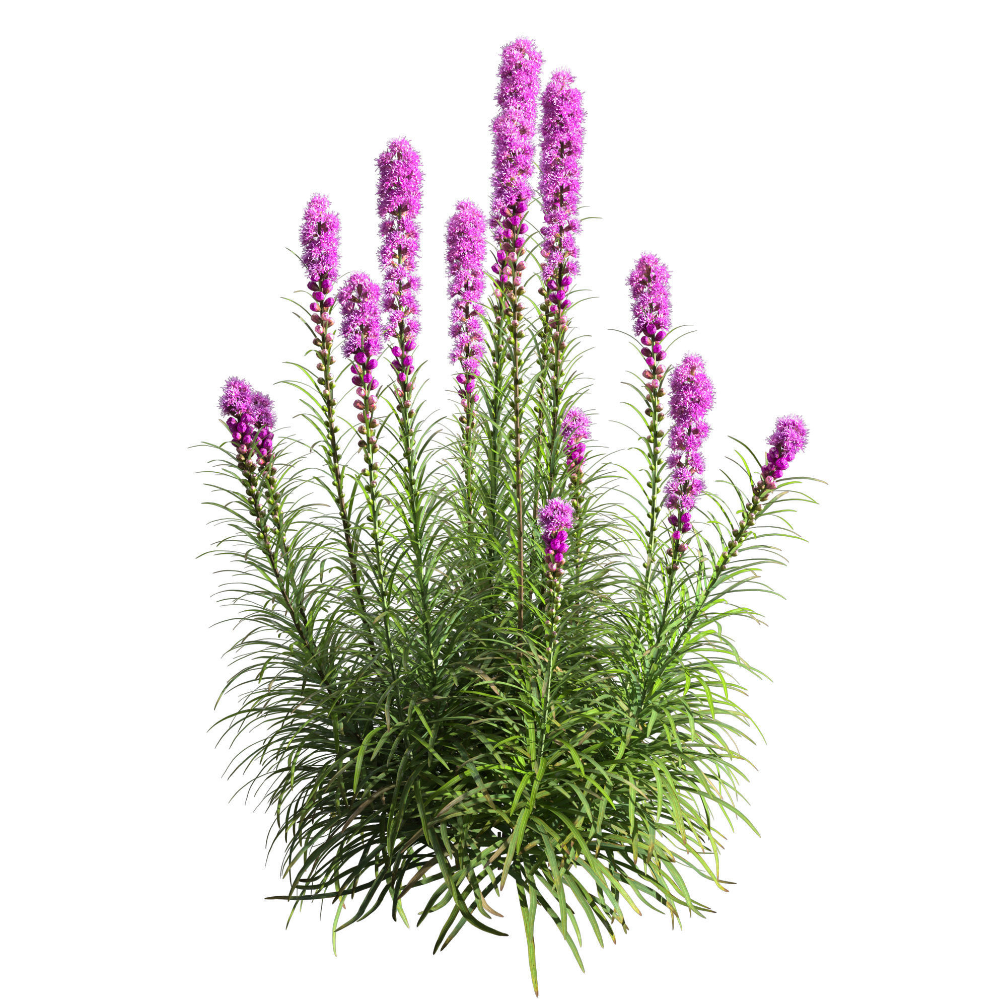 Liatris Spicata 3D model_1