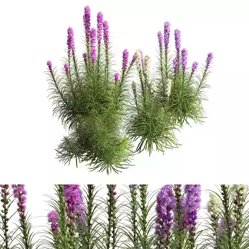 Liatris Spicata