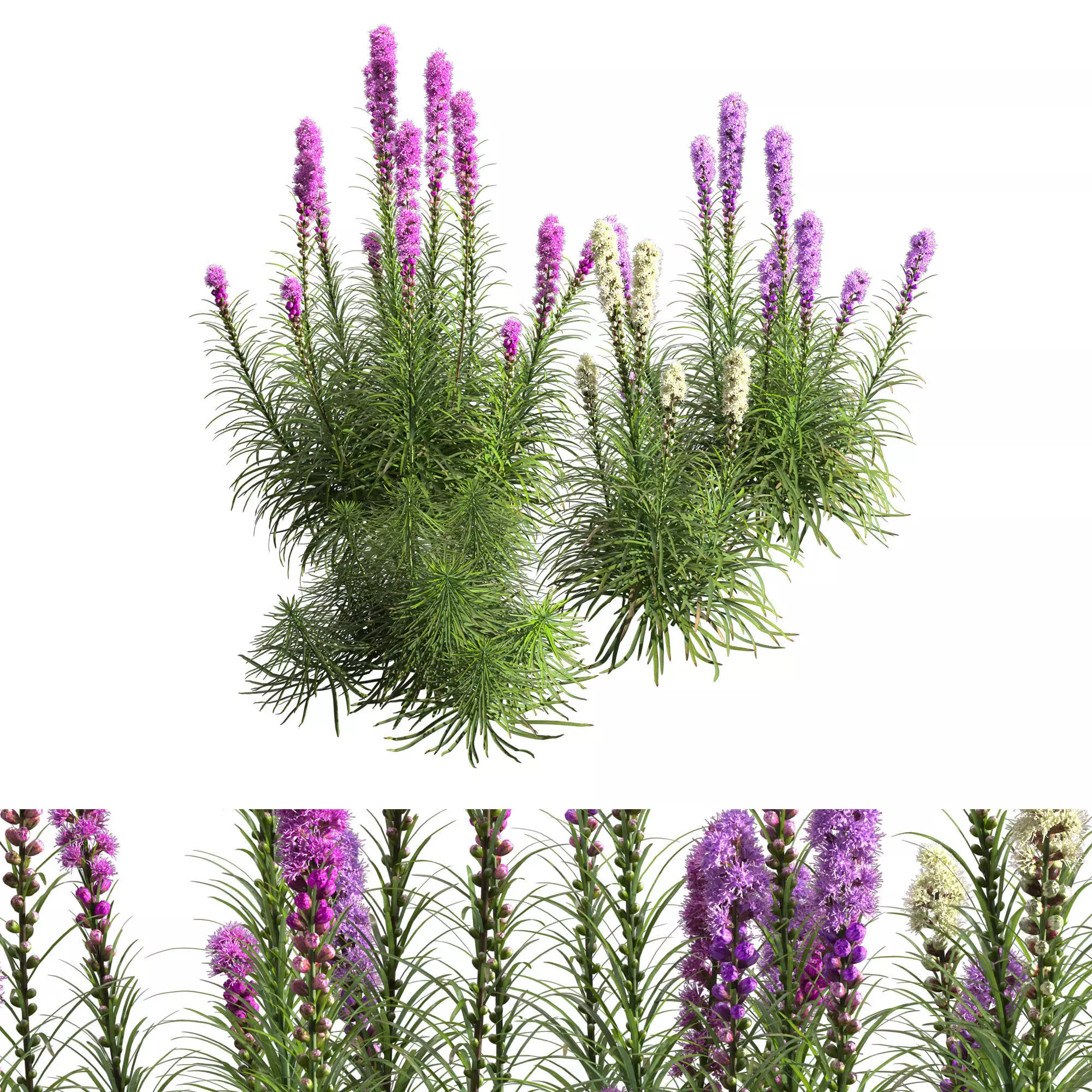 Liatris Spicata 3D model_0