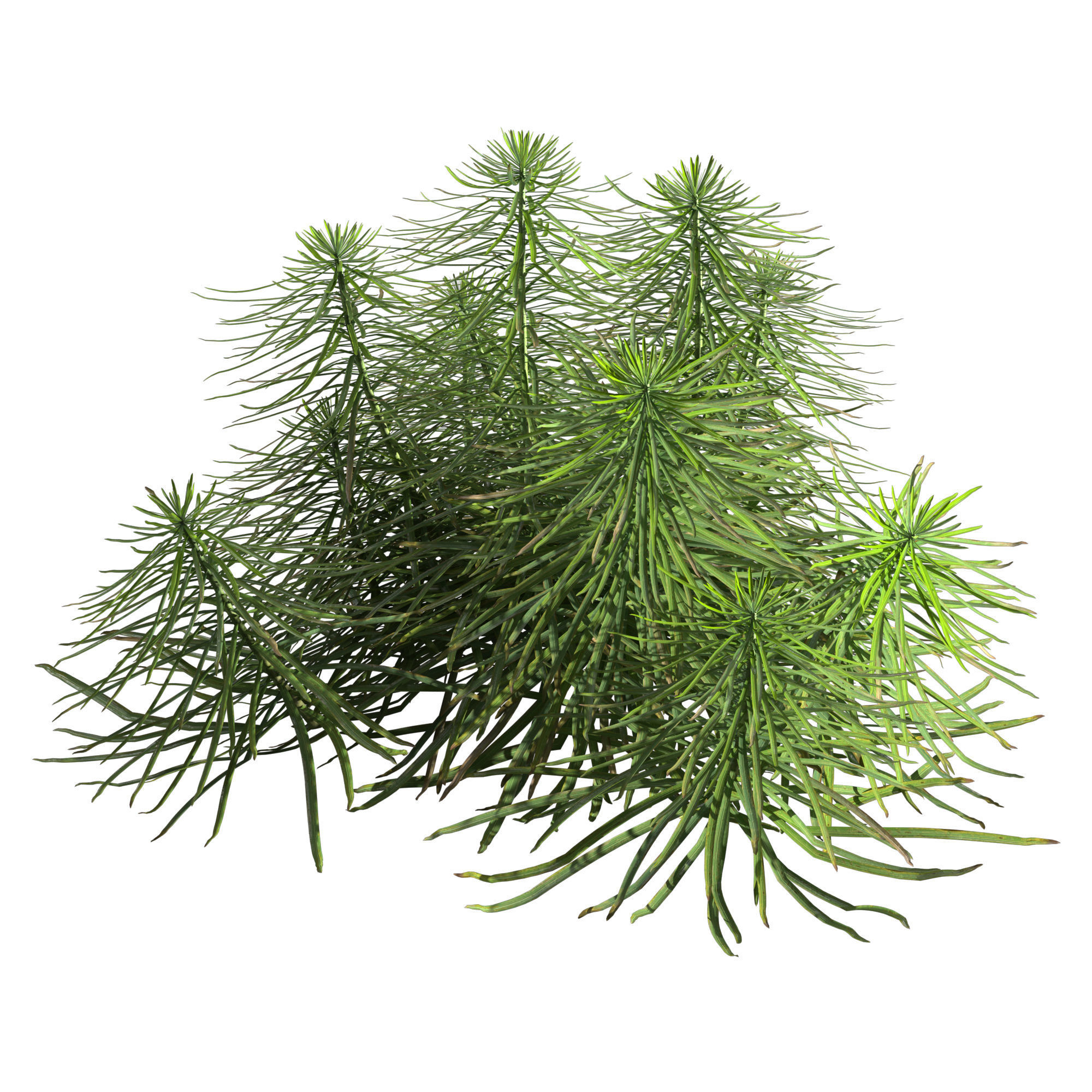 Liatris Spicata 3D model_4