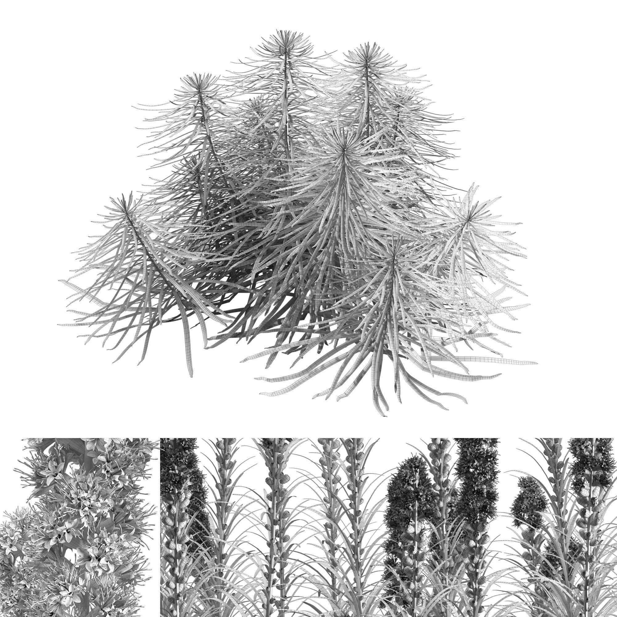 Liatris Spicata 3D model_5