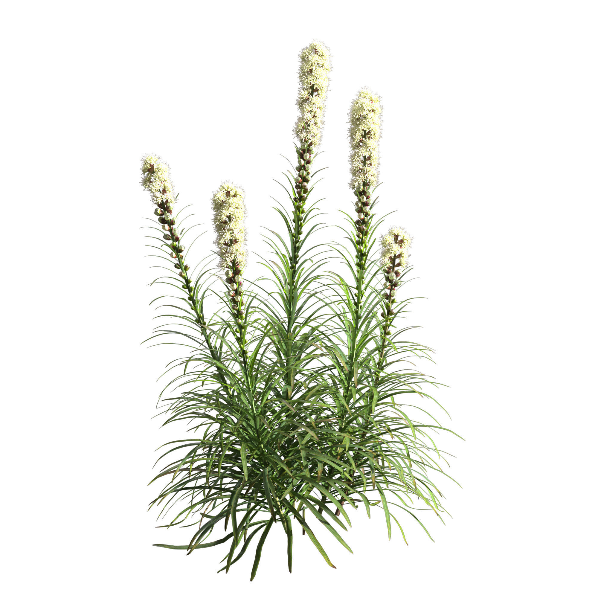 Liatris Spicata 3D model_3