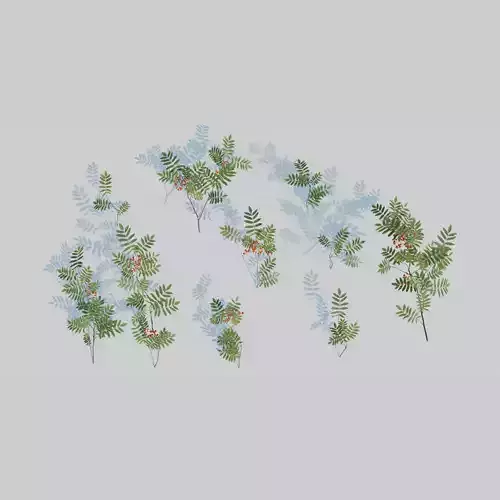 Mountain Ash Branch Pack