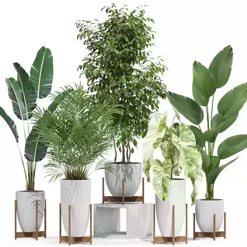 Plants collection 605 3D model