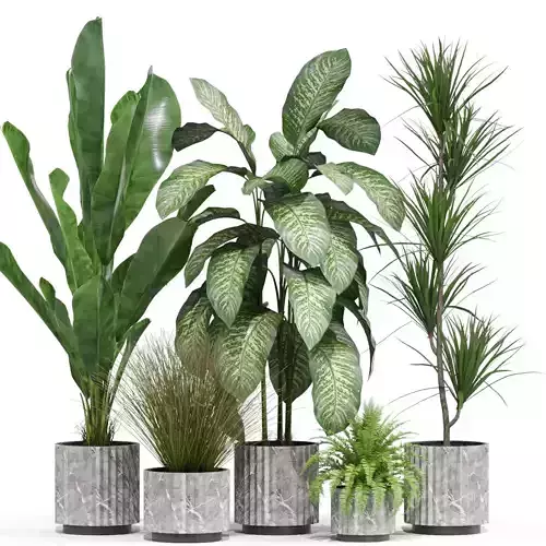 Plants collection 606 3D model