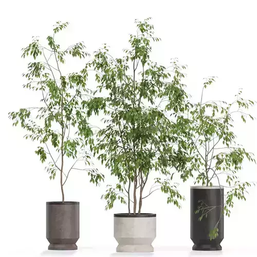 Plants collection 609 3D model