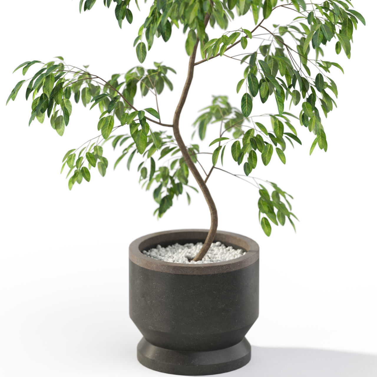 Plants collection 610 3D model_1