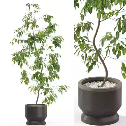 Plants collection 610 3D model