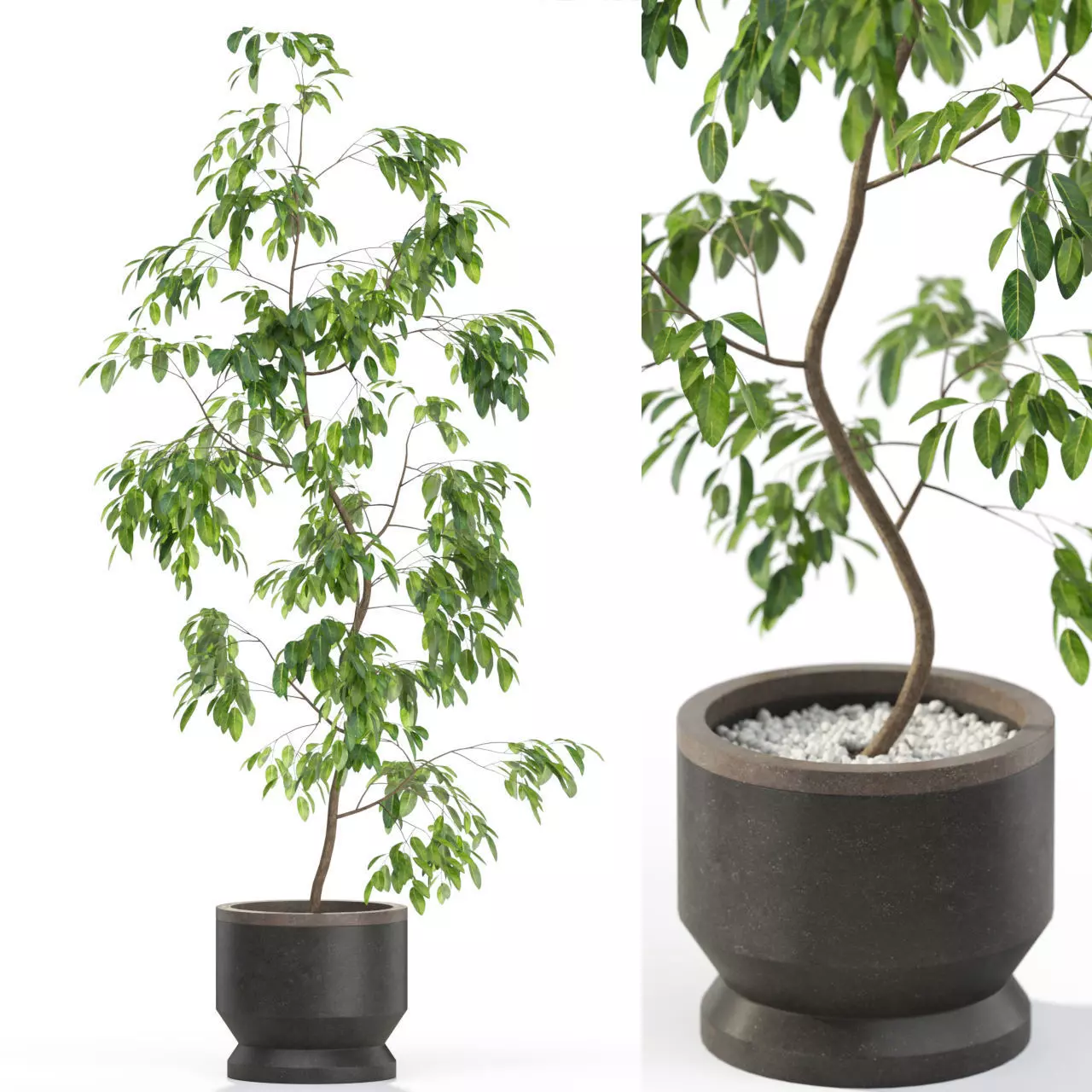 Plants collection 610 3D model_0