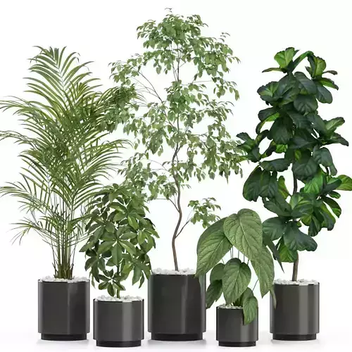 Plants collection 611 3D model
