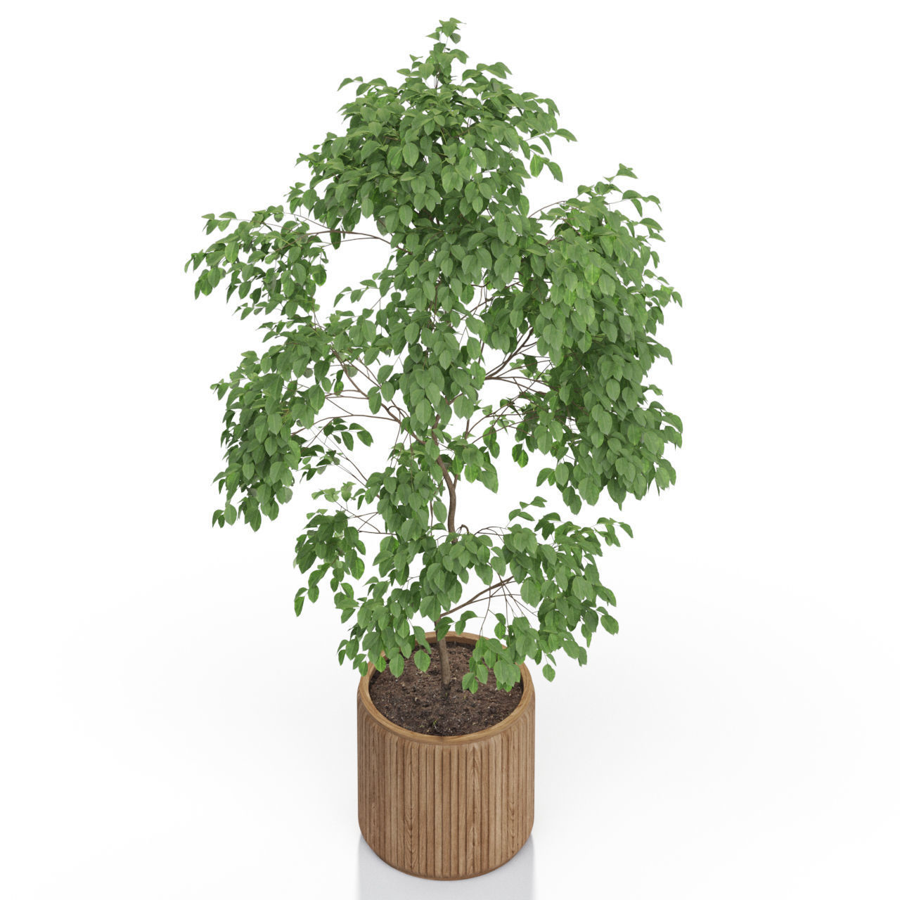 Plants collection 612 3D model_2
