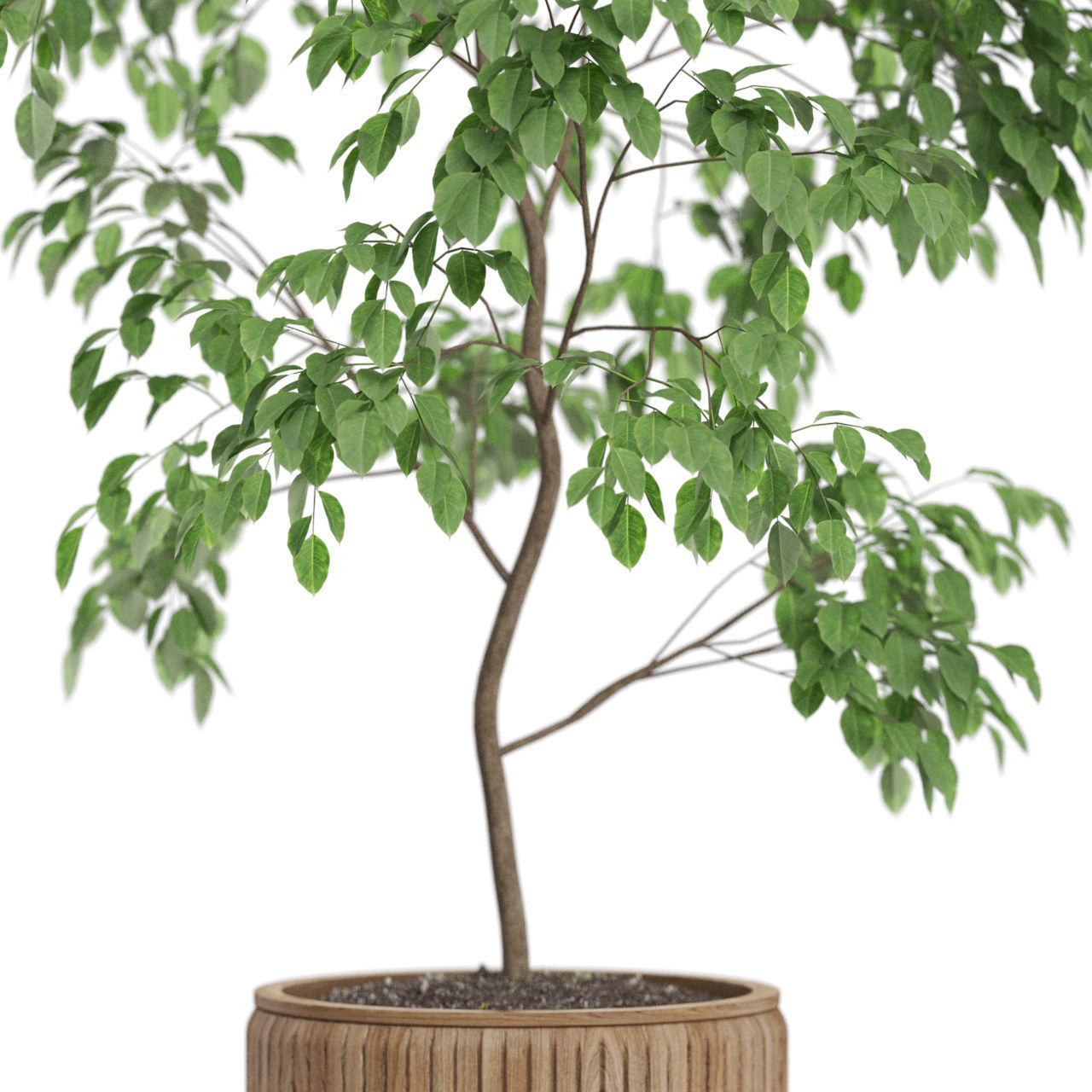 Plants collection 612 3D model_1