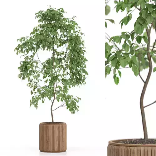 Plants collection 612 3D model