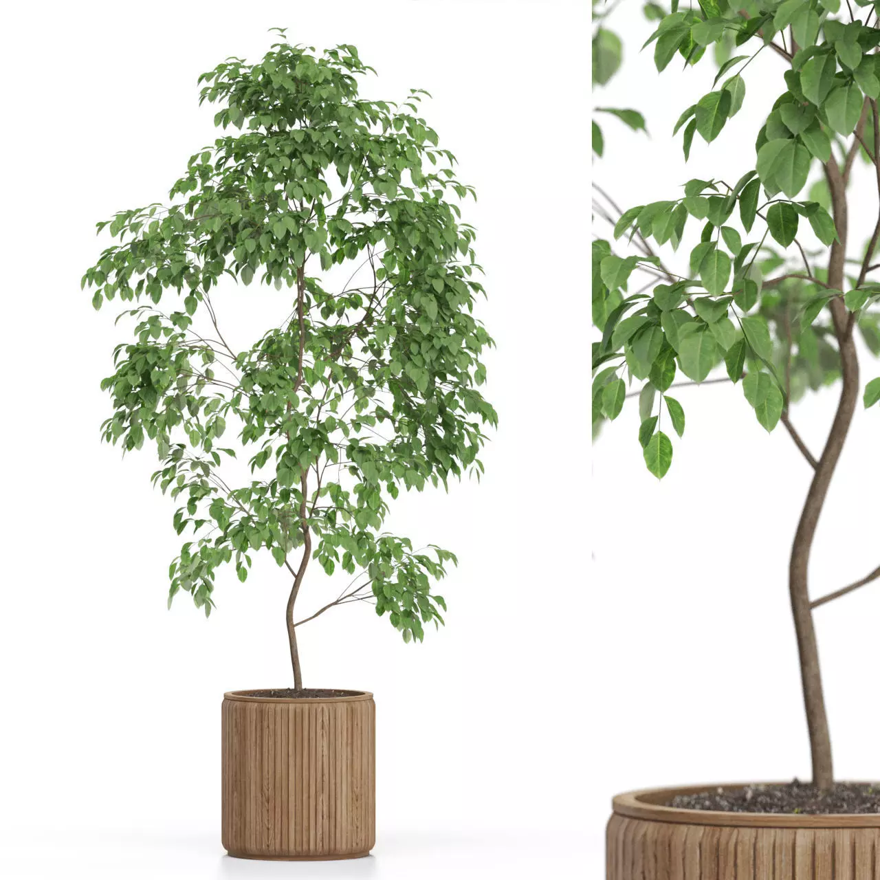 Plants collection 612 3D model_0