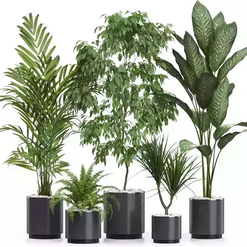 Plants collection 613 3D model