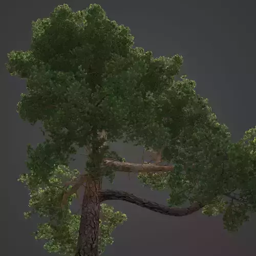 2021 PBR Scots Pine Collection - Pinus Sylvestris 