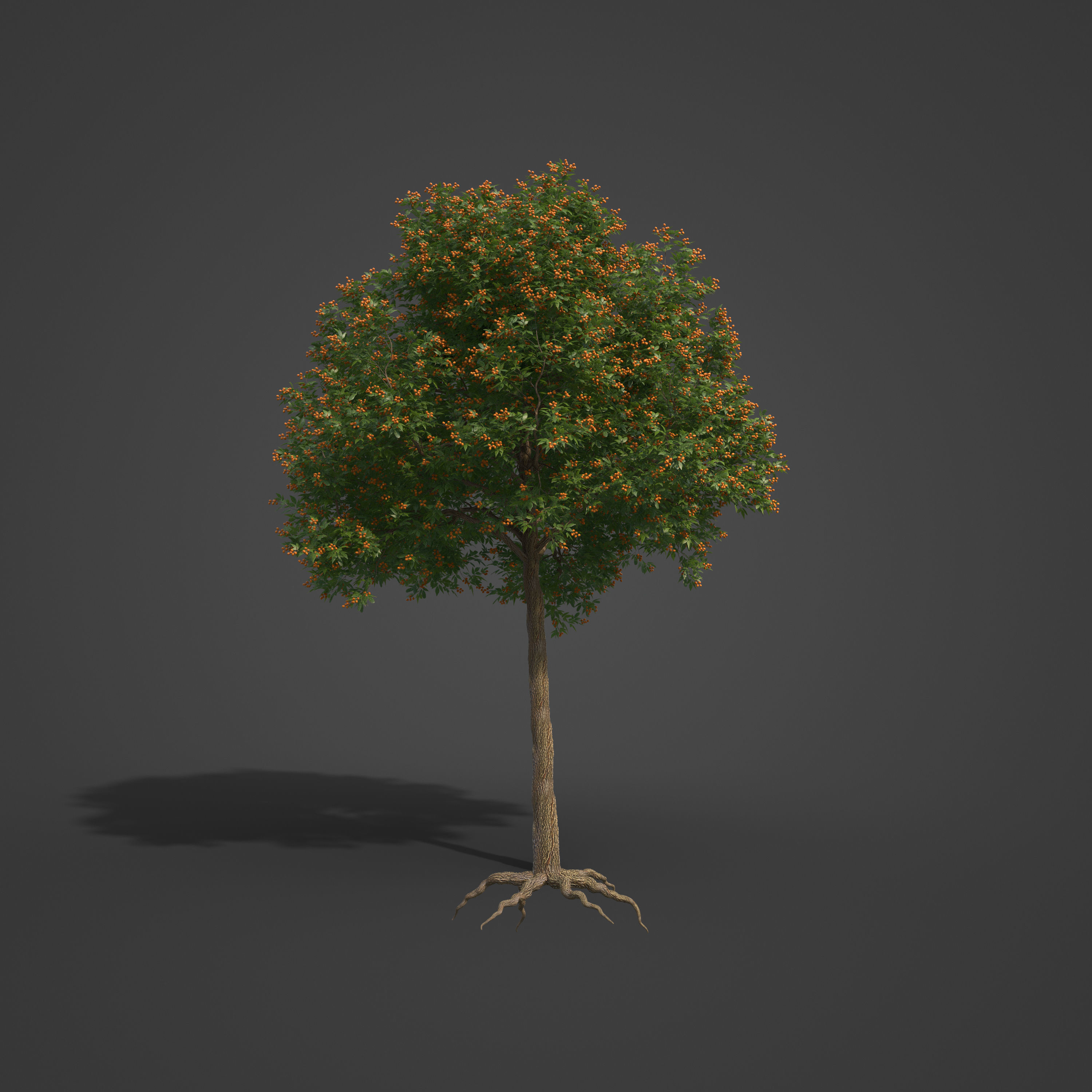 2021 PBR Japanese Medlar Collection - Eriobotrya Japonica 3D model_7