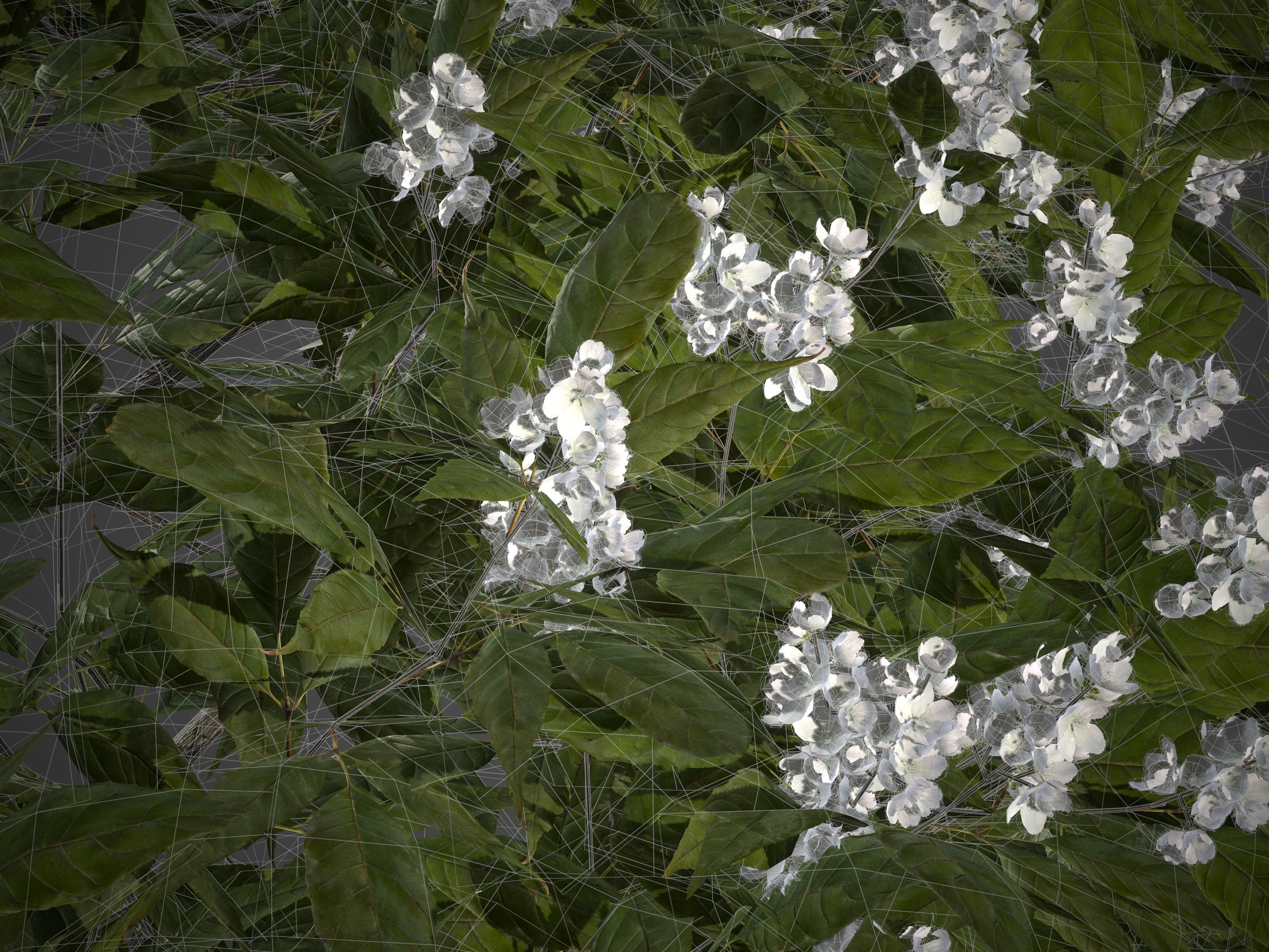 2021 PBR Japanese Medlar Collection - Eriobotrya Japonica 3D model_9