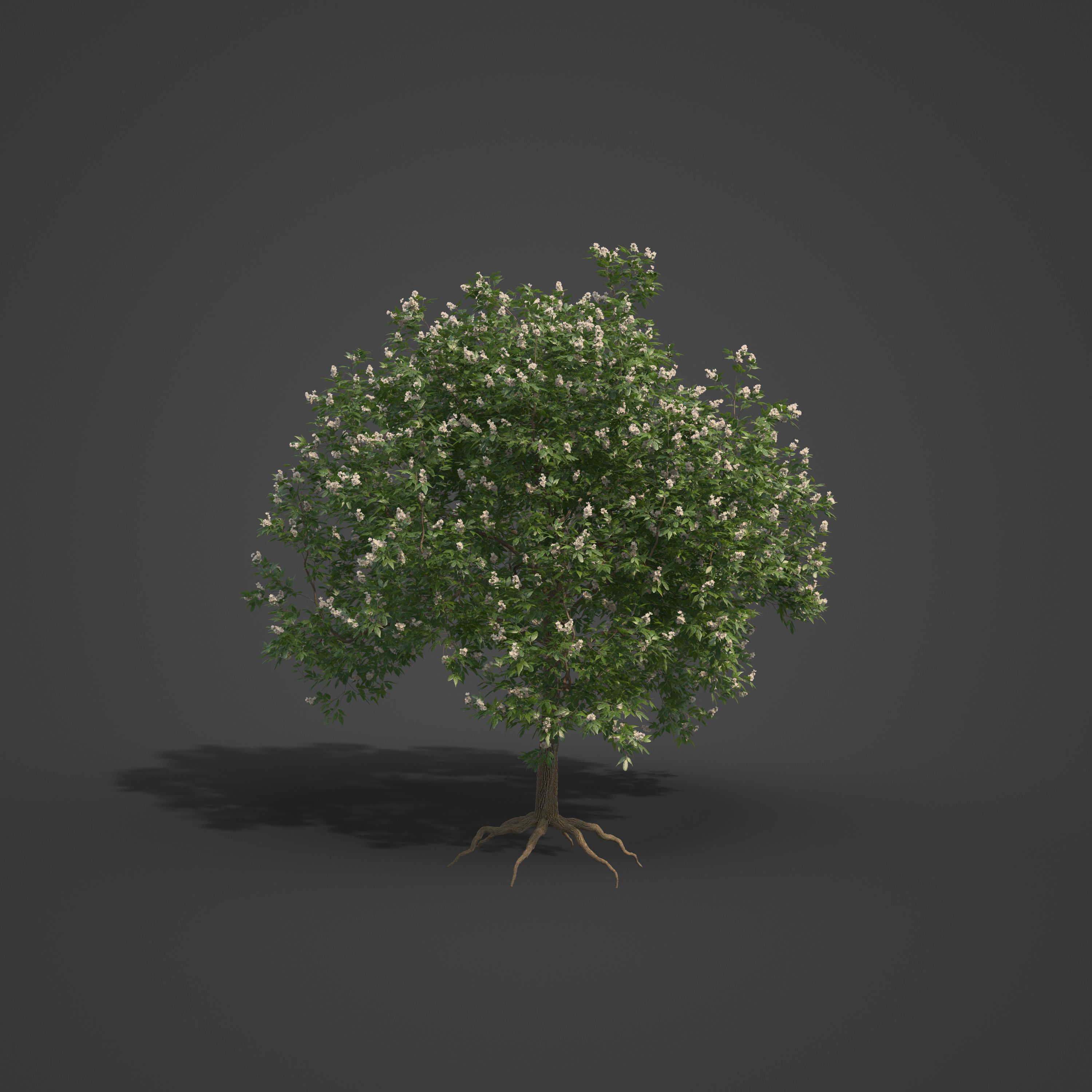 2021 PBR Japanese Medlar Collection - Eriobotrya Japonica 3D model_6