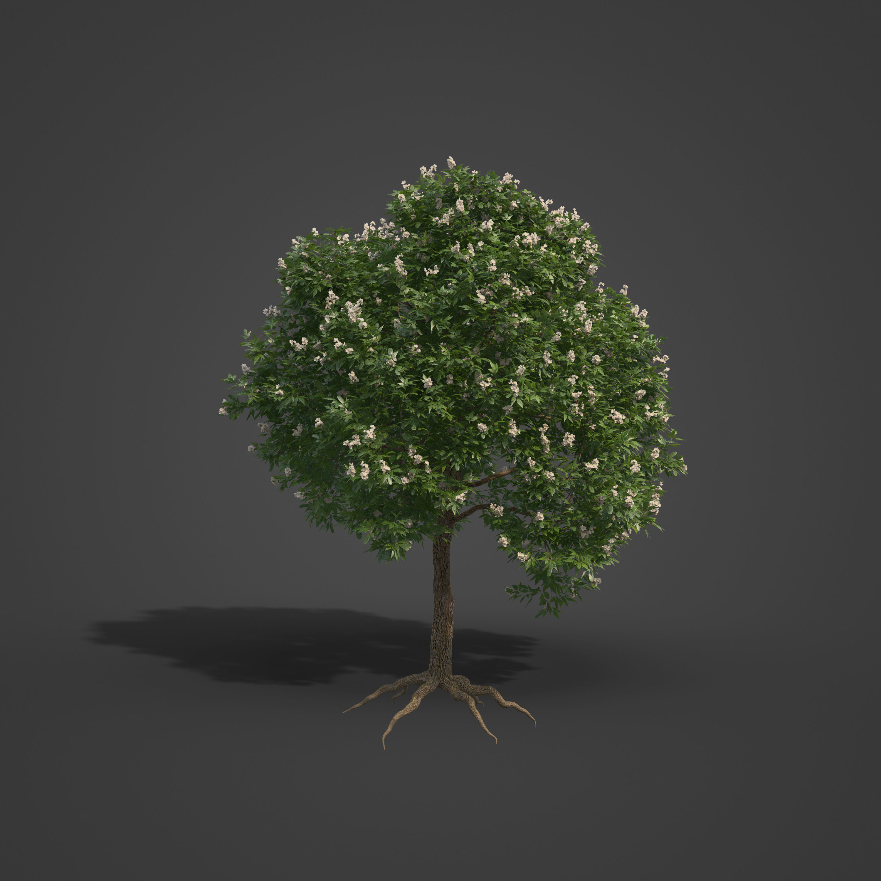 2021 PBR Japanese Medlar Collection - Eriobotrya Japonica 3D model_5