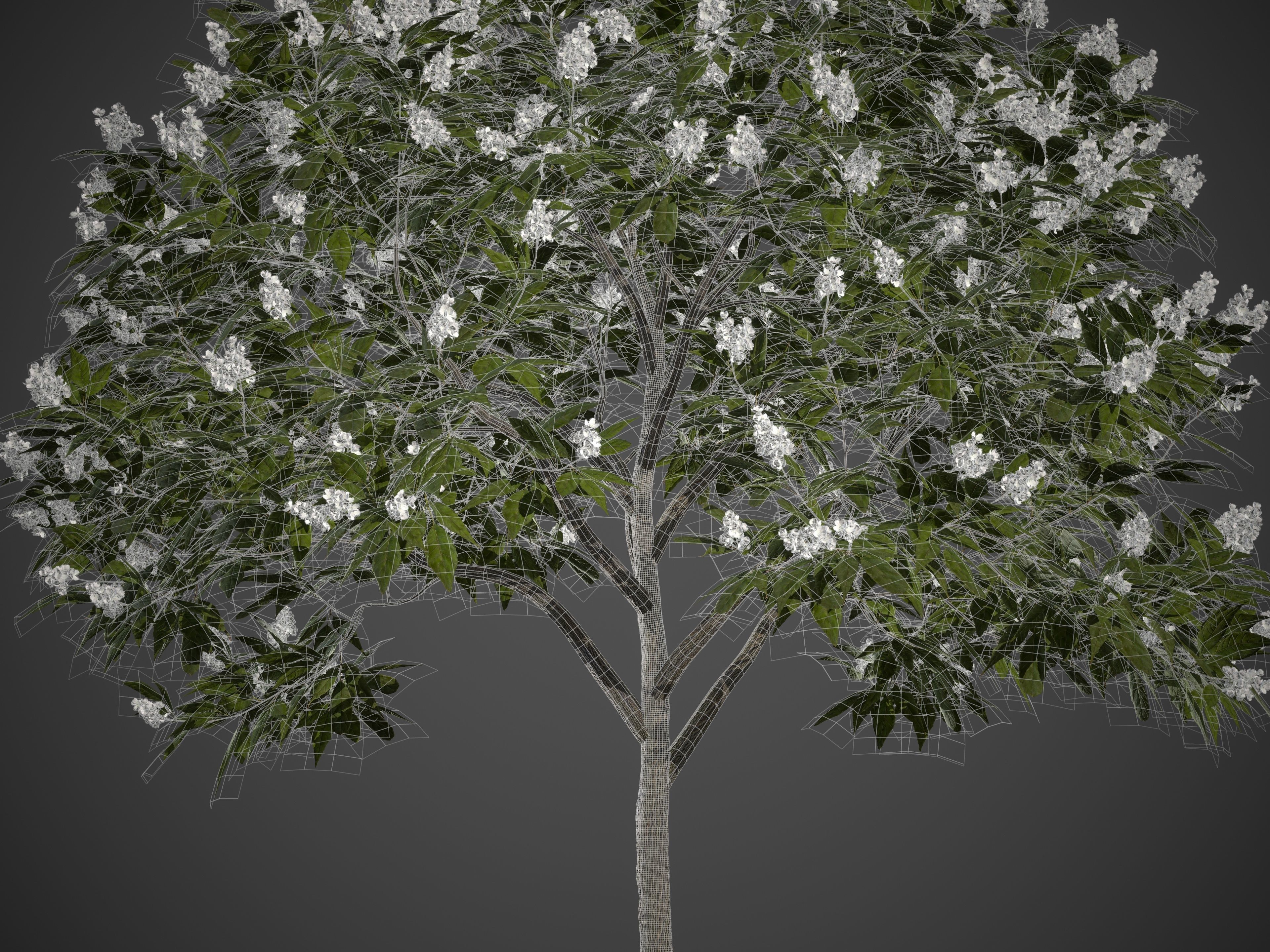 2021 PBR Japanese Medlar Collection - Eriobotrya Japonica 3D model_8
