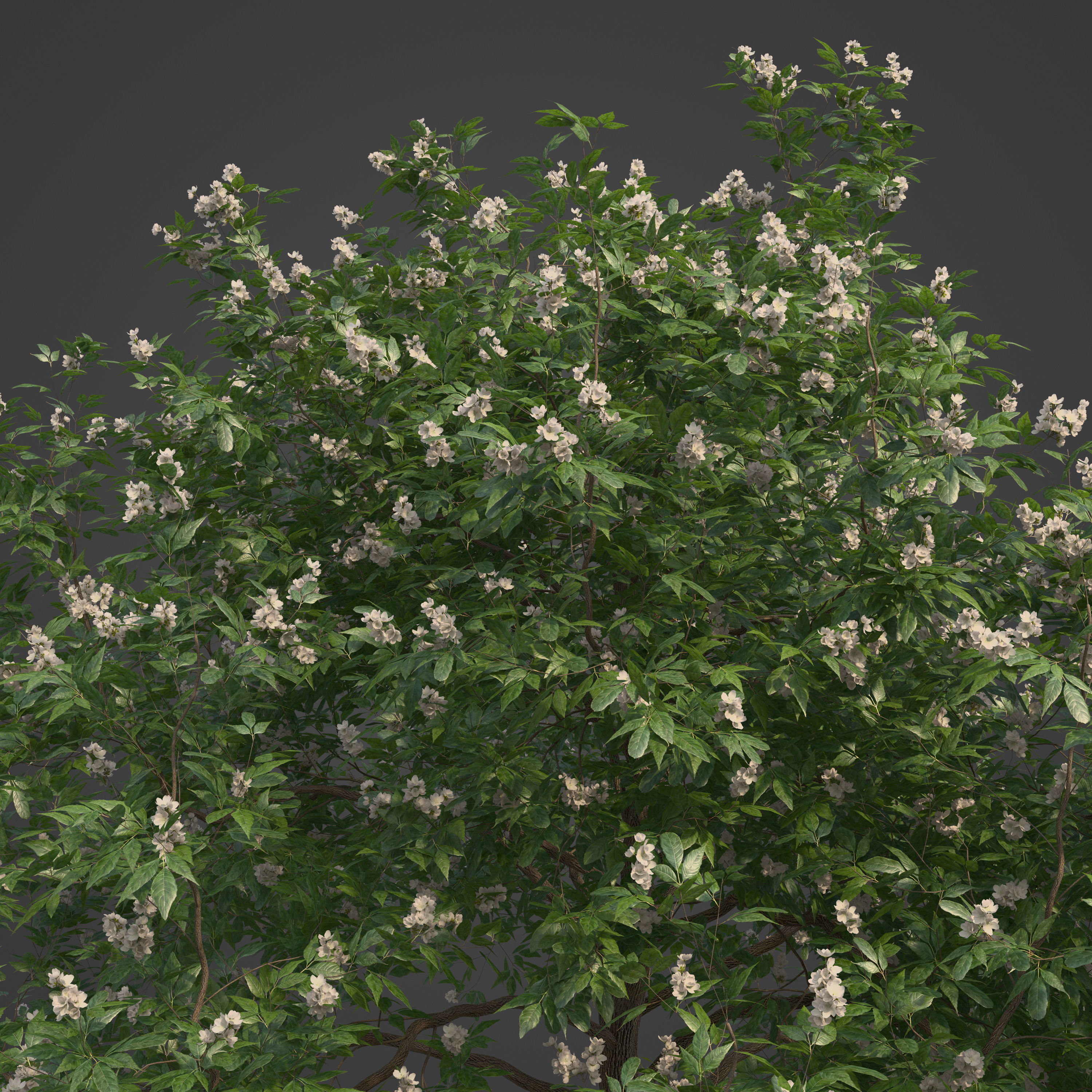 2021 PBR Japanese Medlar Collection - Eriobotrya Japonica 3D model_2