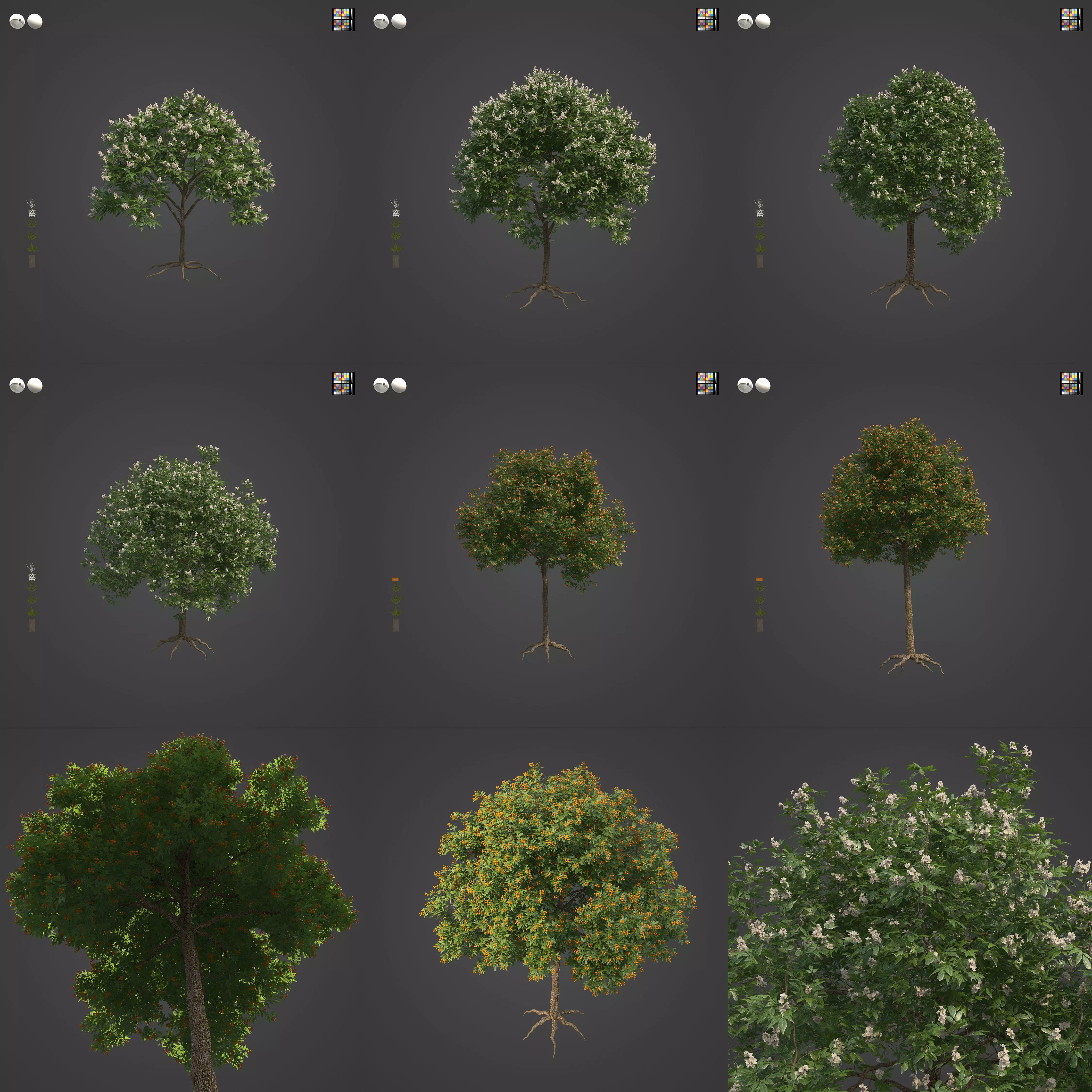 2021 PBR Japanese Medlar Collection - Eriobotrya Japonica 3D model_0