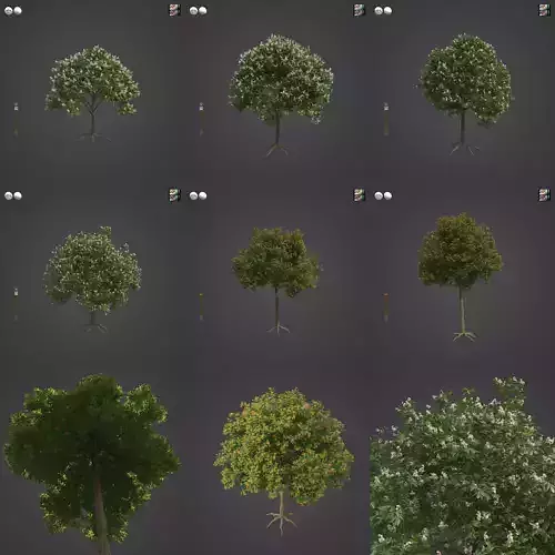 2021 PBR Japanese Medlar Collection - Eriobotrya Japonica 