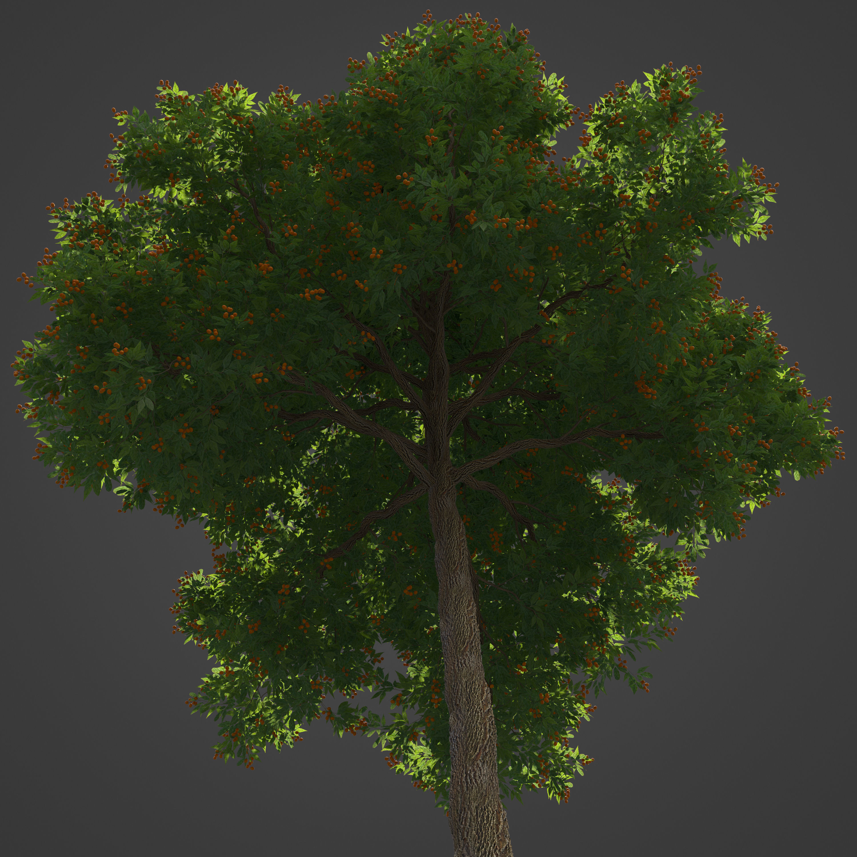 2021 PBR Japanese Medlar Collection - Eriobotrya Japonica 3D model_3