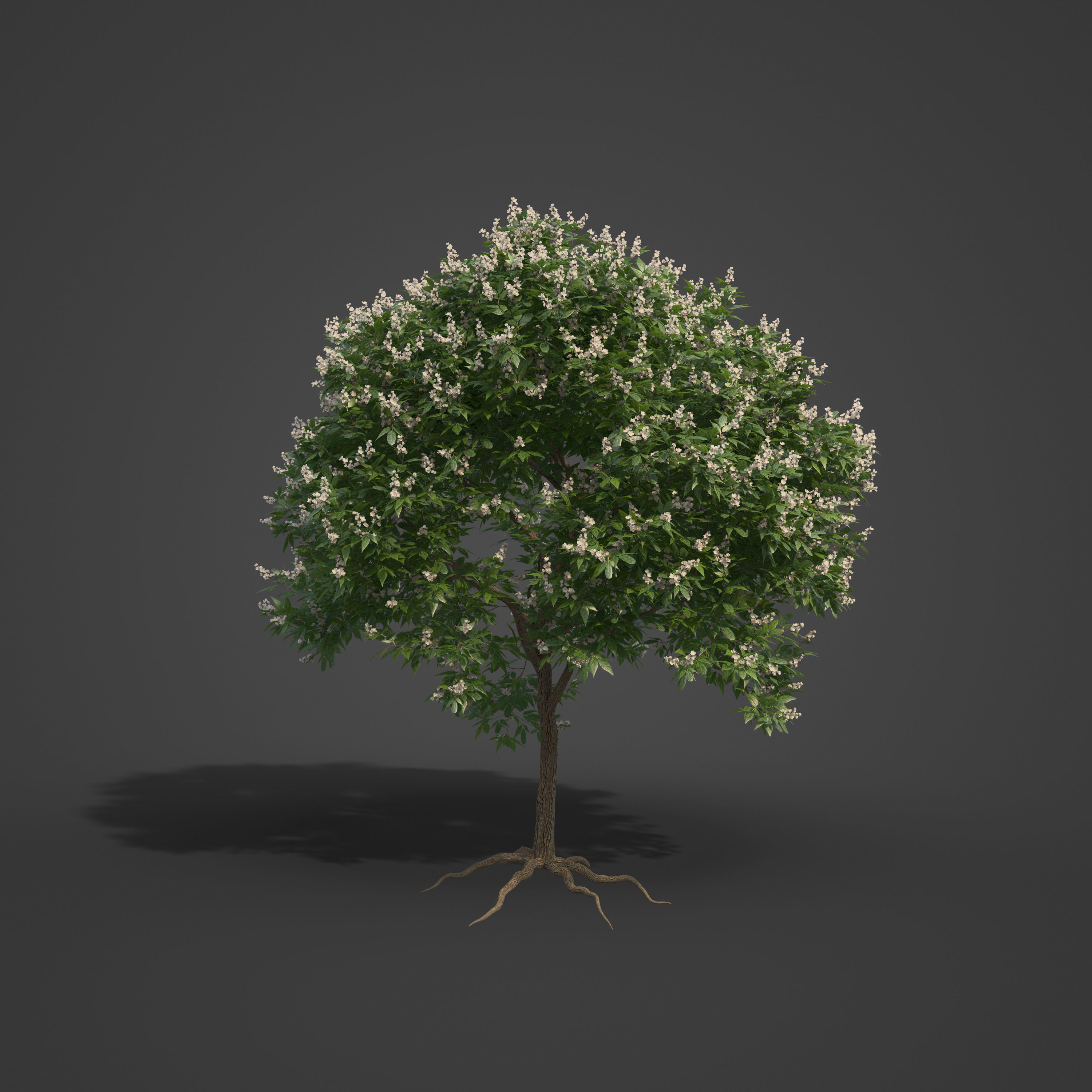 2021 PBR Japanese Medlar Collection - Eriobotrya Japonica 3D model_4