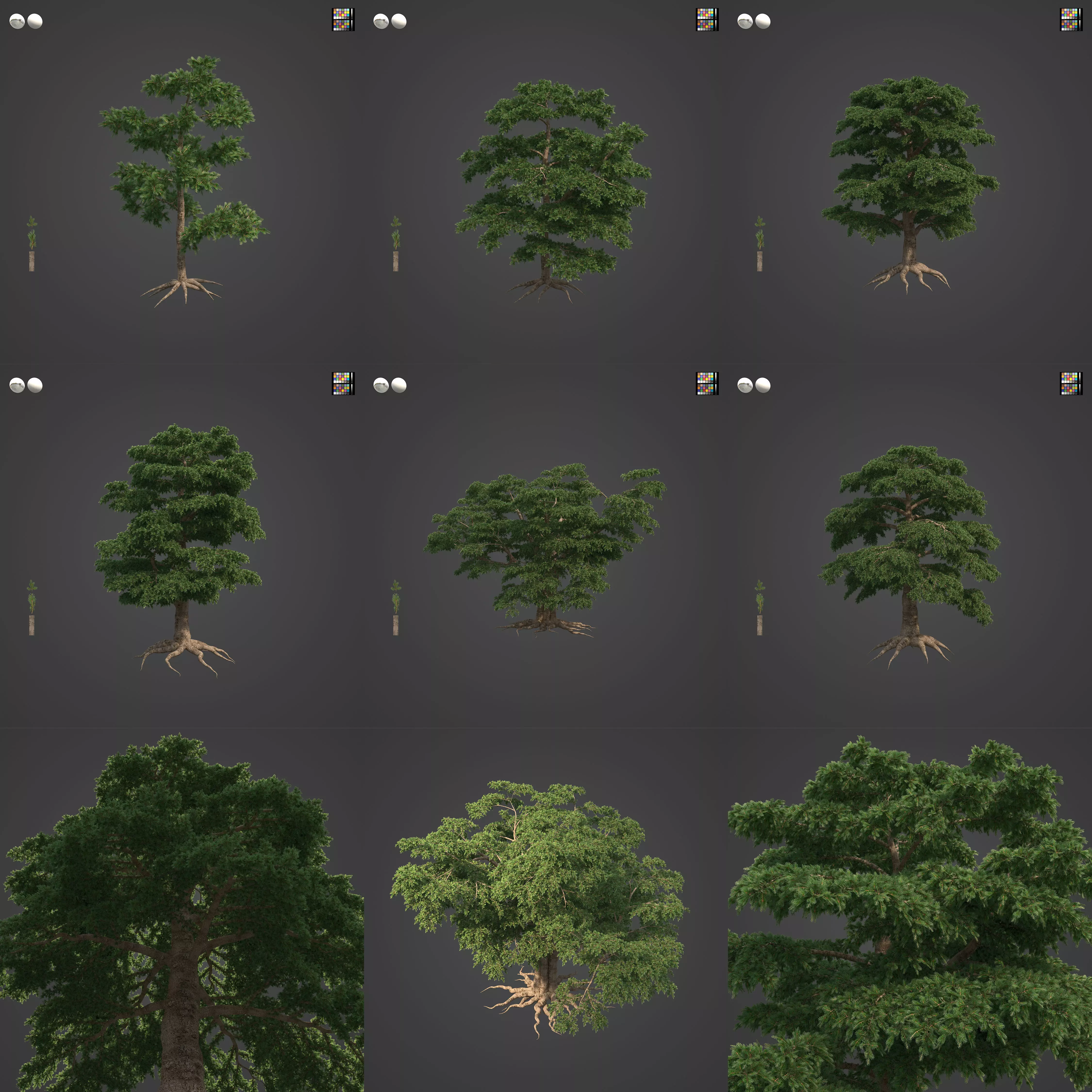 2021 PBR Lebanon Cedar Collection - Cedrus Libani 3D model
