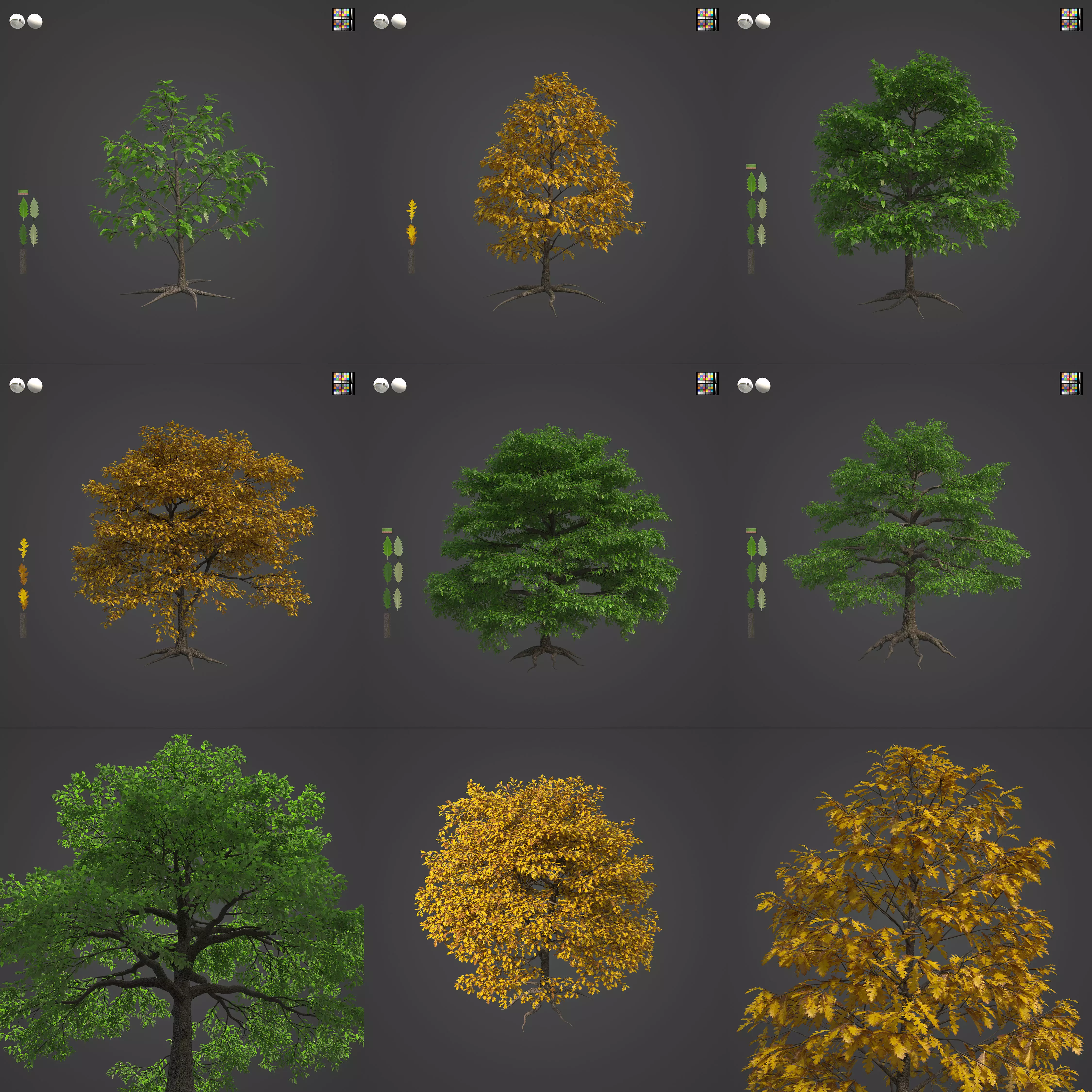2021 PBR Turkey Oak Collection - Quercus Cerris 3D model_0