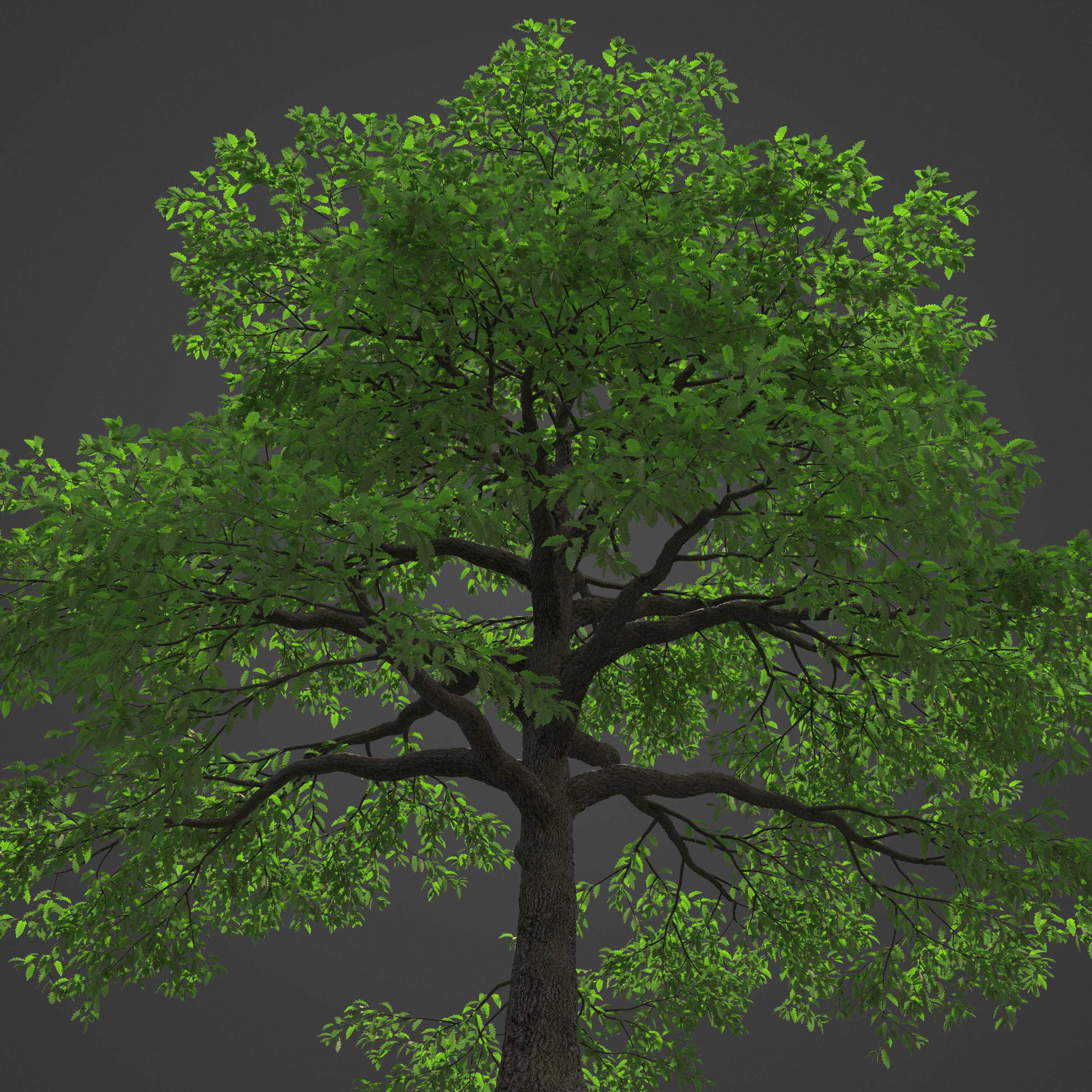 2021 PBR Turkey Oak Collection - Quercus Cerris 3D model_6