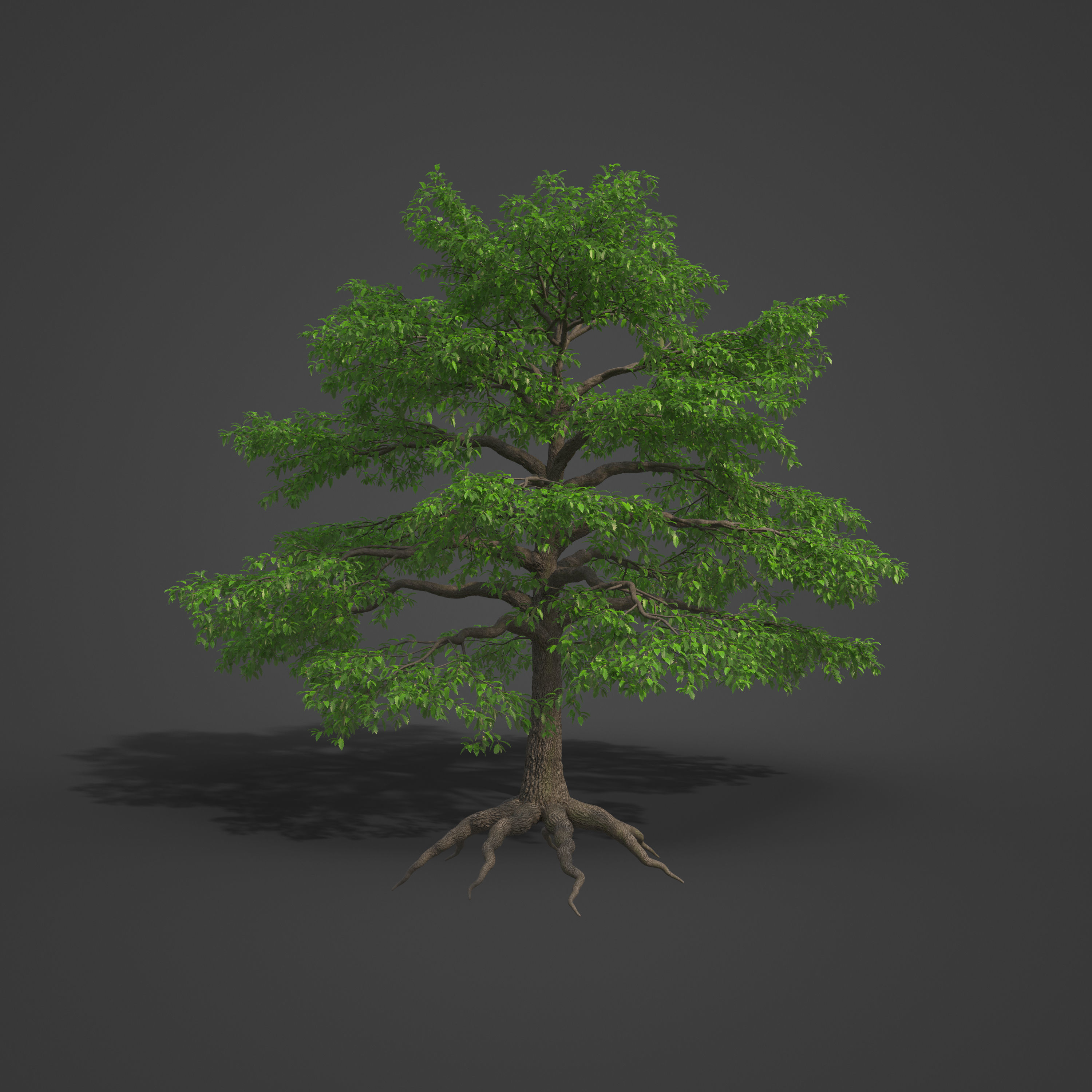 2021 PBR Turkey Oak Collection - Quercus Cerris 3D model_5