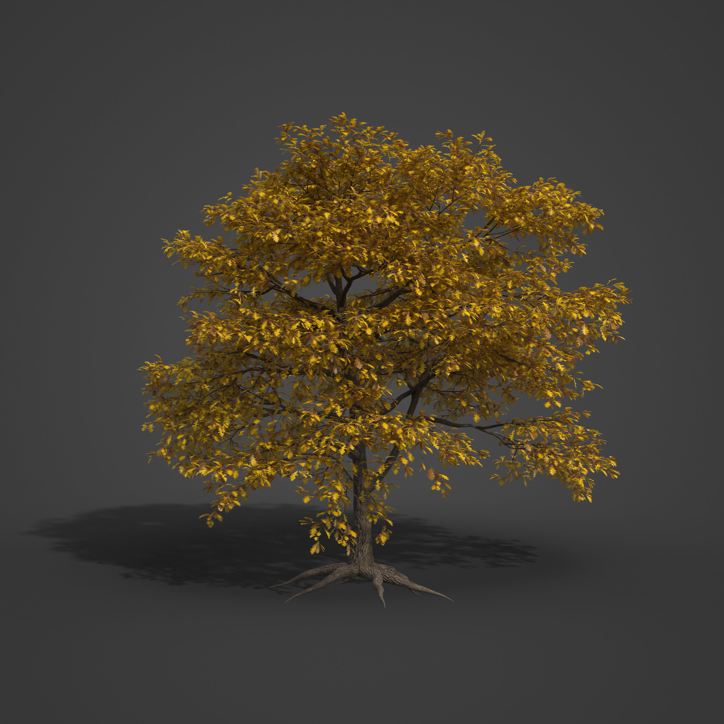 2021 PBR Turkey Oak Collection - Quercus Cerris 3D model_3