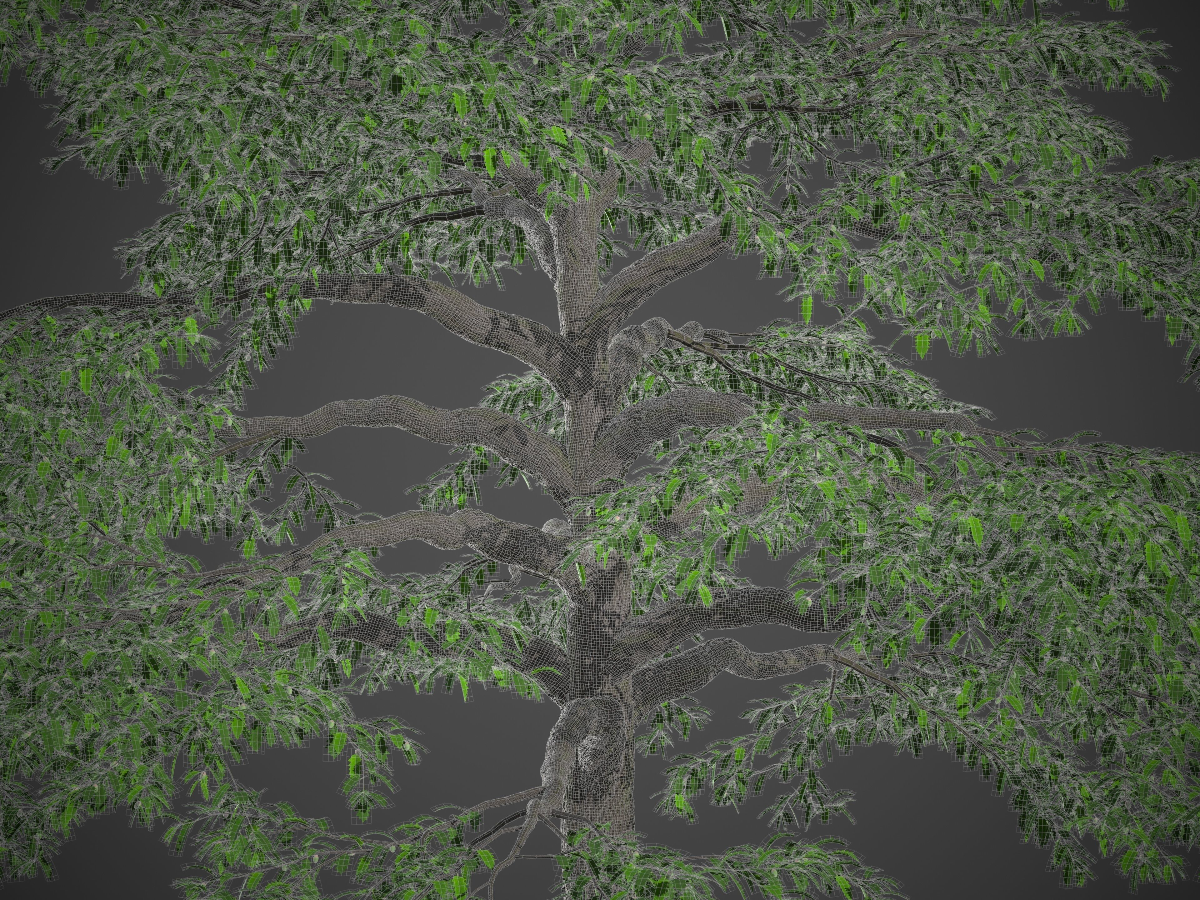 2021 PBR Turkey Oak Collection - Quercus Cerris 3D model_8