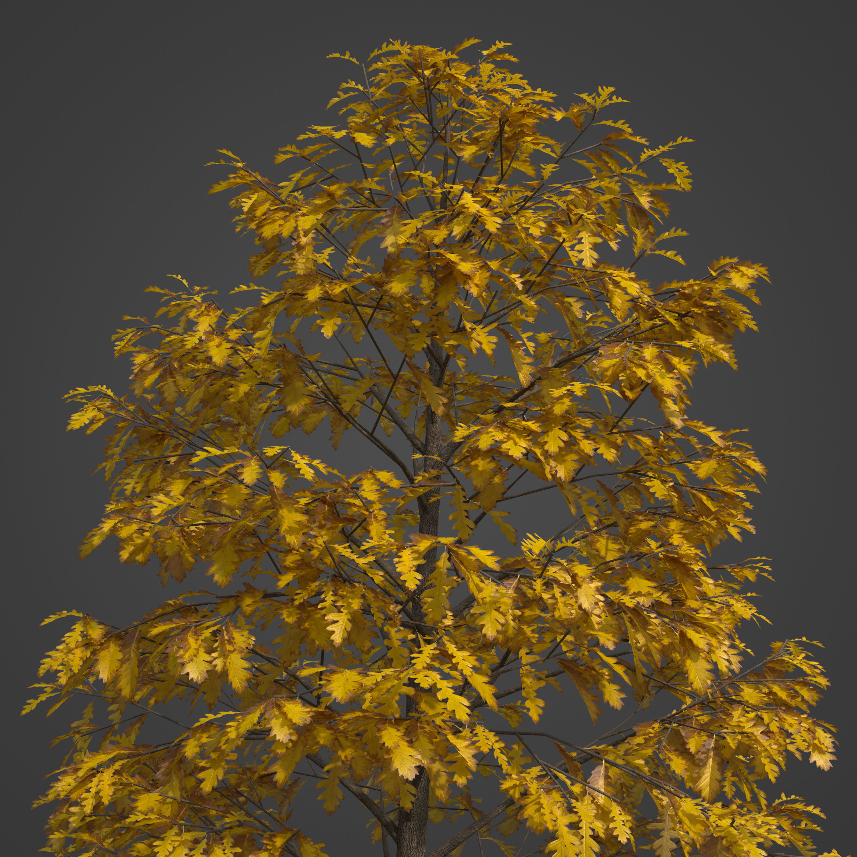 2021 PBR Turkey Oak Collection - Quercus Cerris 3D model_7