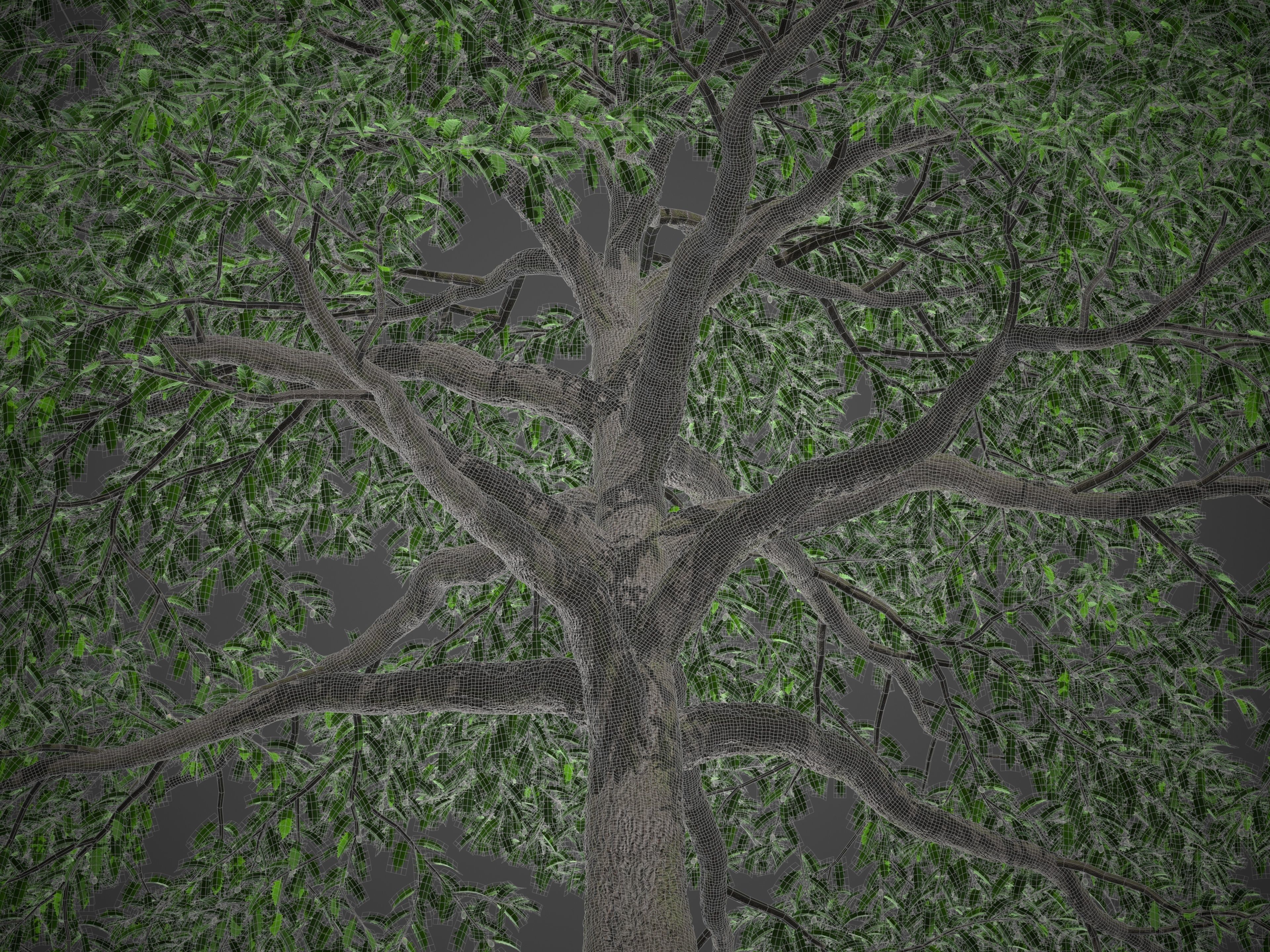 2021 PBR Turkey Oak Collection - Quercus Cerris 3D model_9