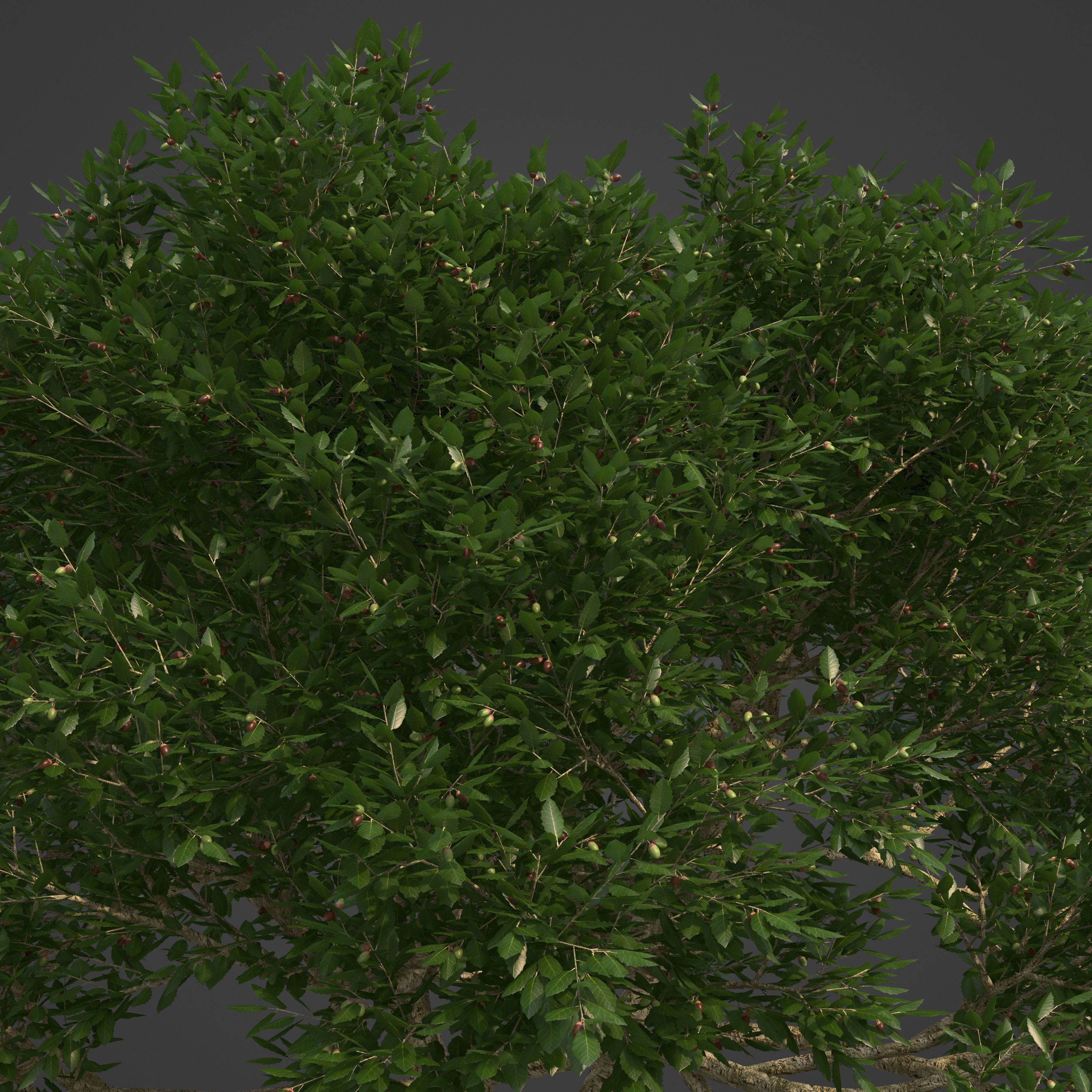 2021 PBR Cork Oak Collection - Quercus Suber  3D model_3
