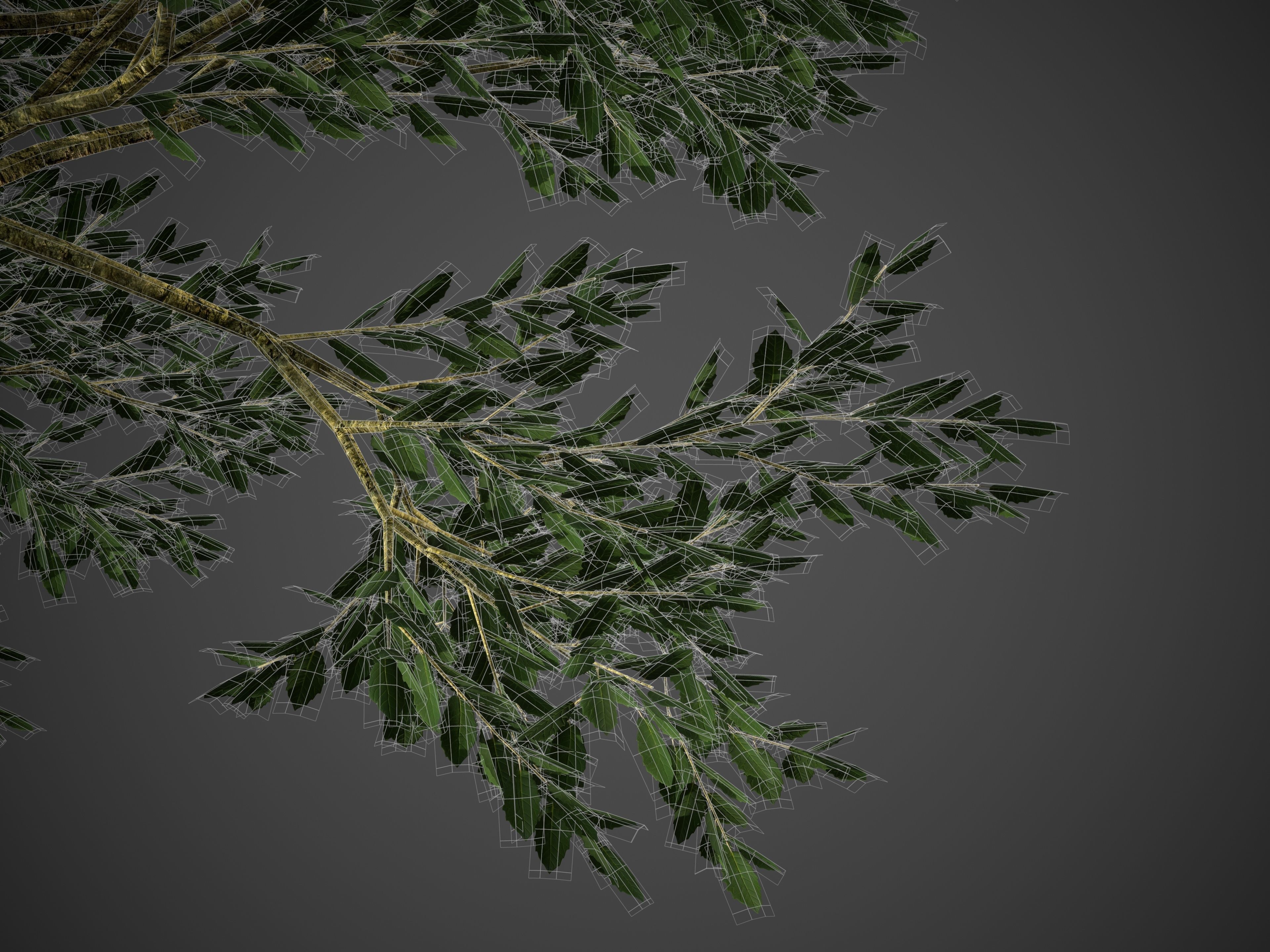 2021 PBR Cork Oak Collection - Quercus Suber  3D model_8