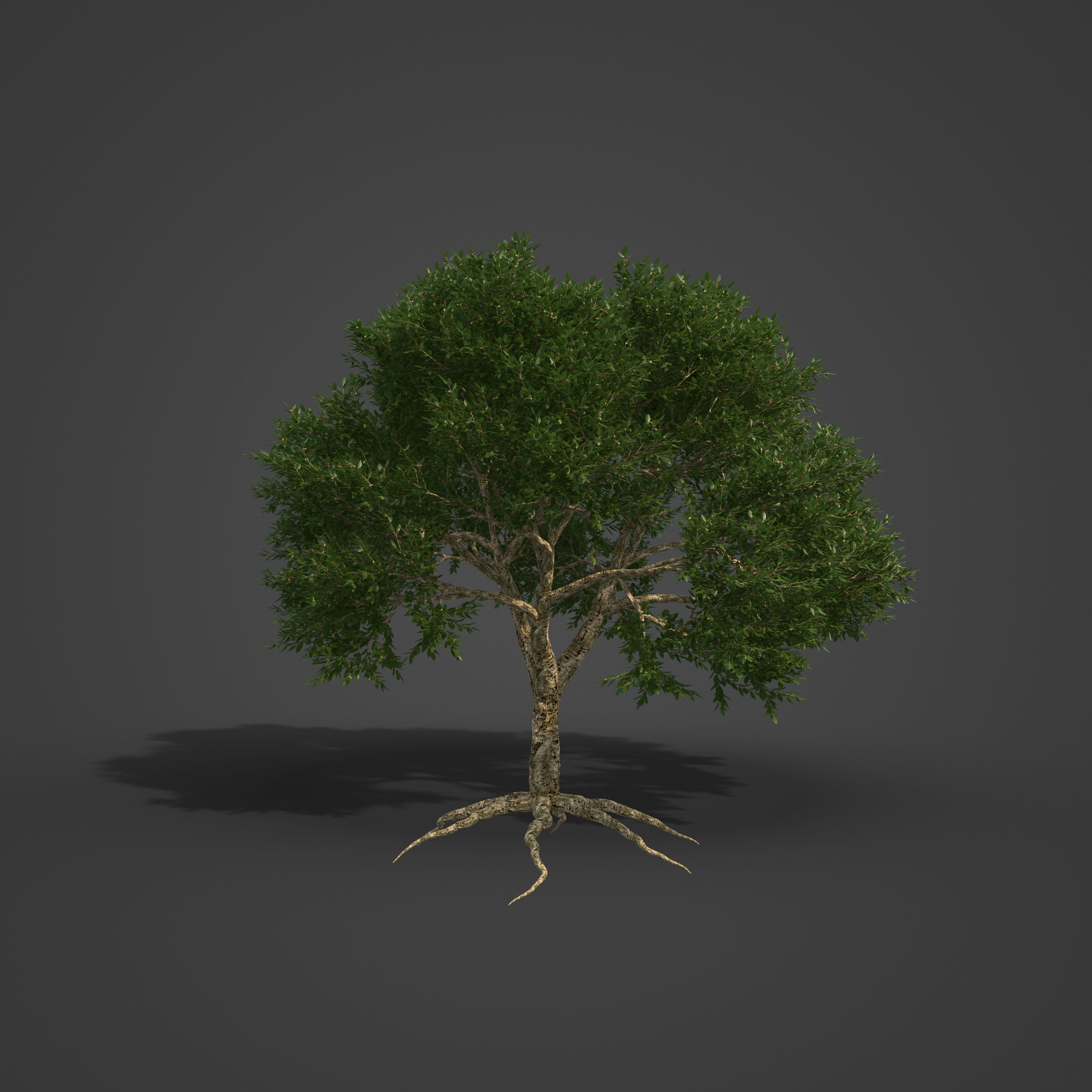 2021 PBR Cork Oak Collection - Quercus Suber  3D model_5