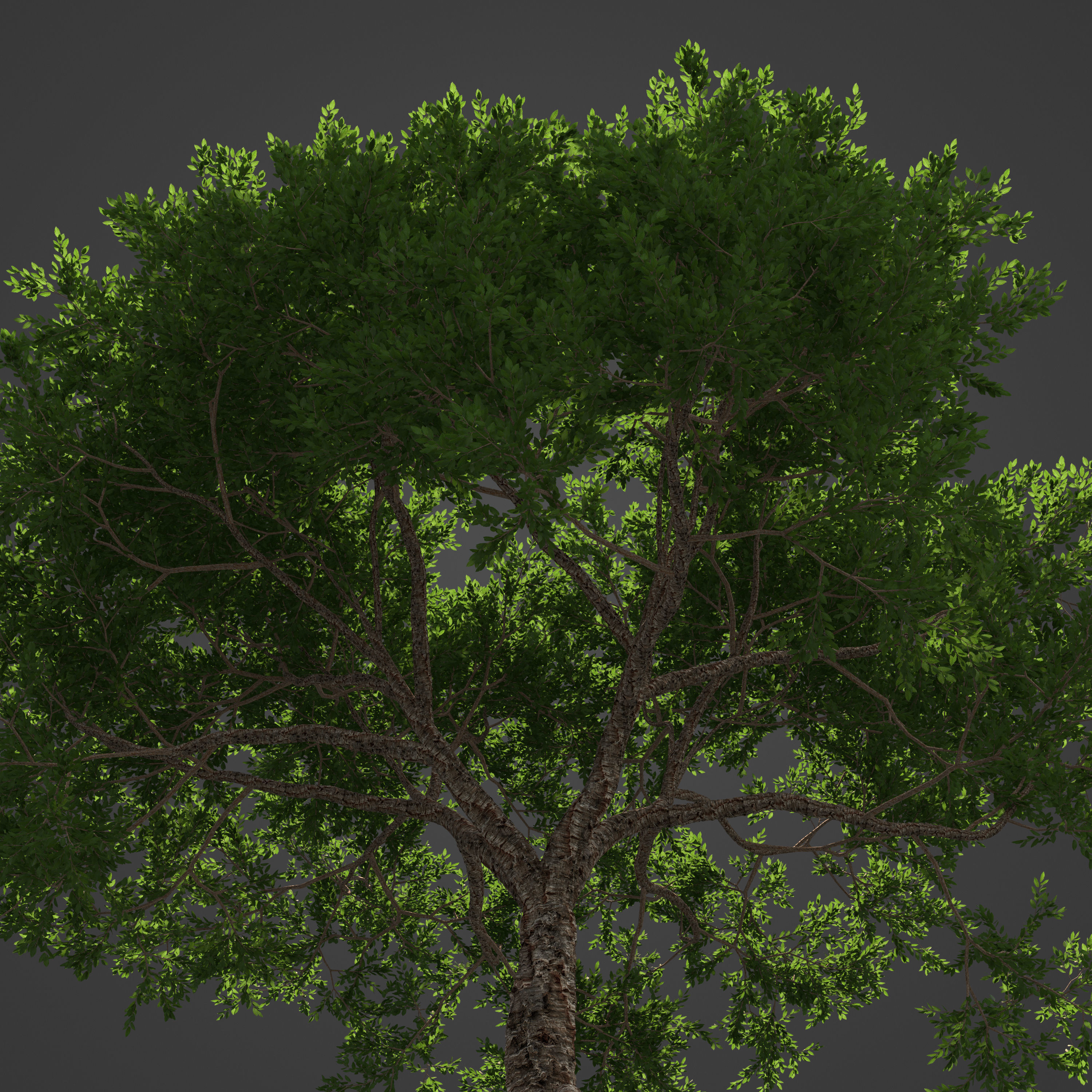 2021 PBR Cork Oak Collection - Quercus Suber  3D model_2