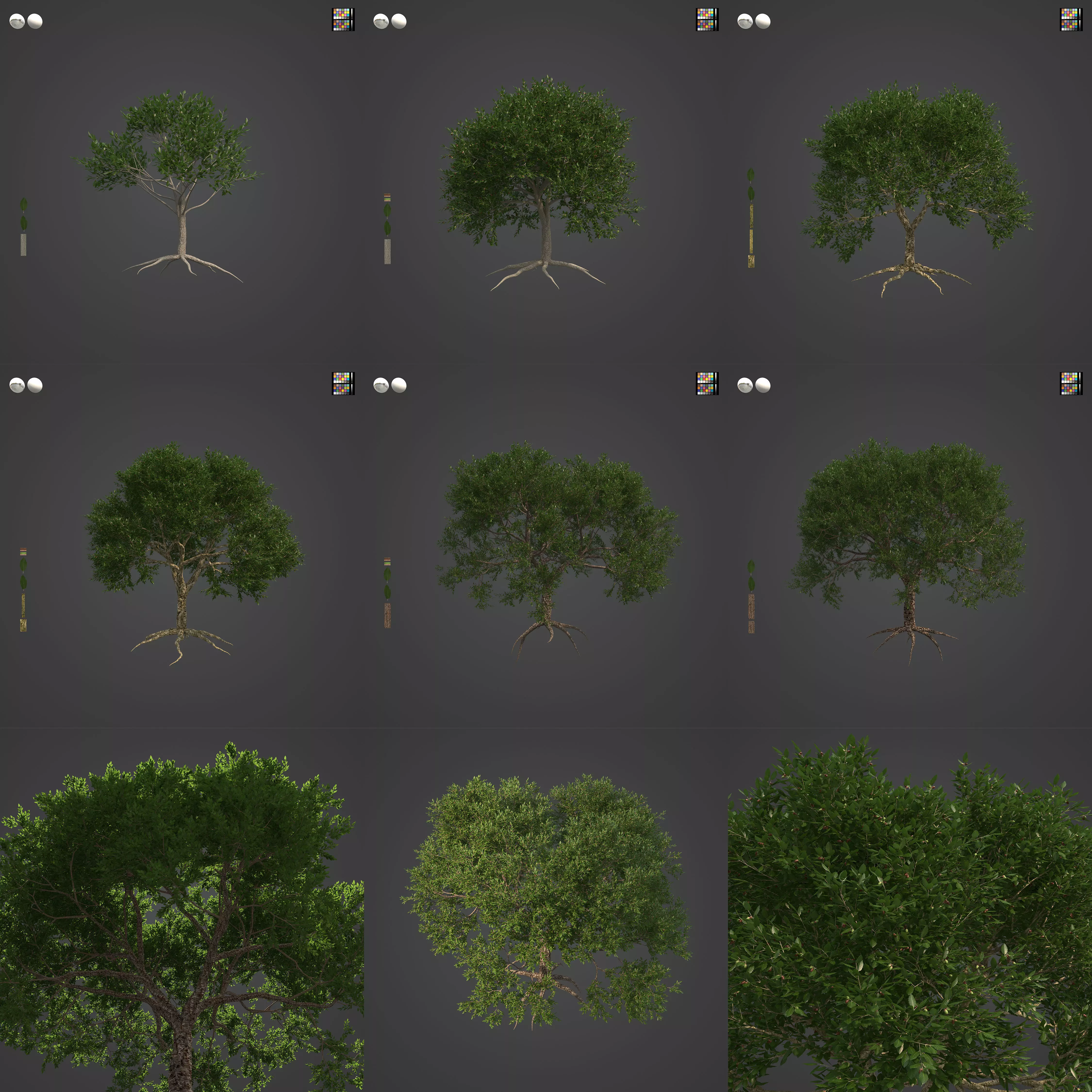 2021 PBR Cork Oak Collection - Quercus Suber  3D model_0