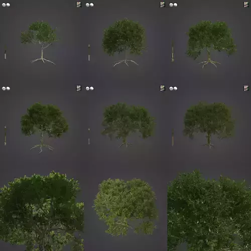 2021 PBR Cork Oak Collection - Quercus Suber  3D model