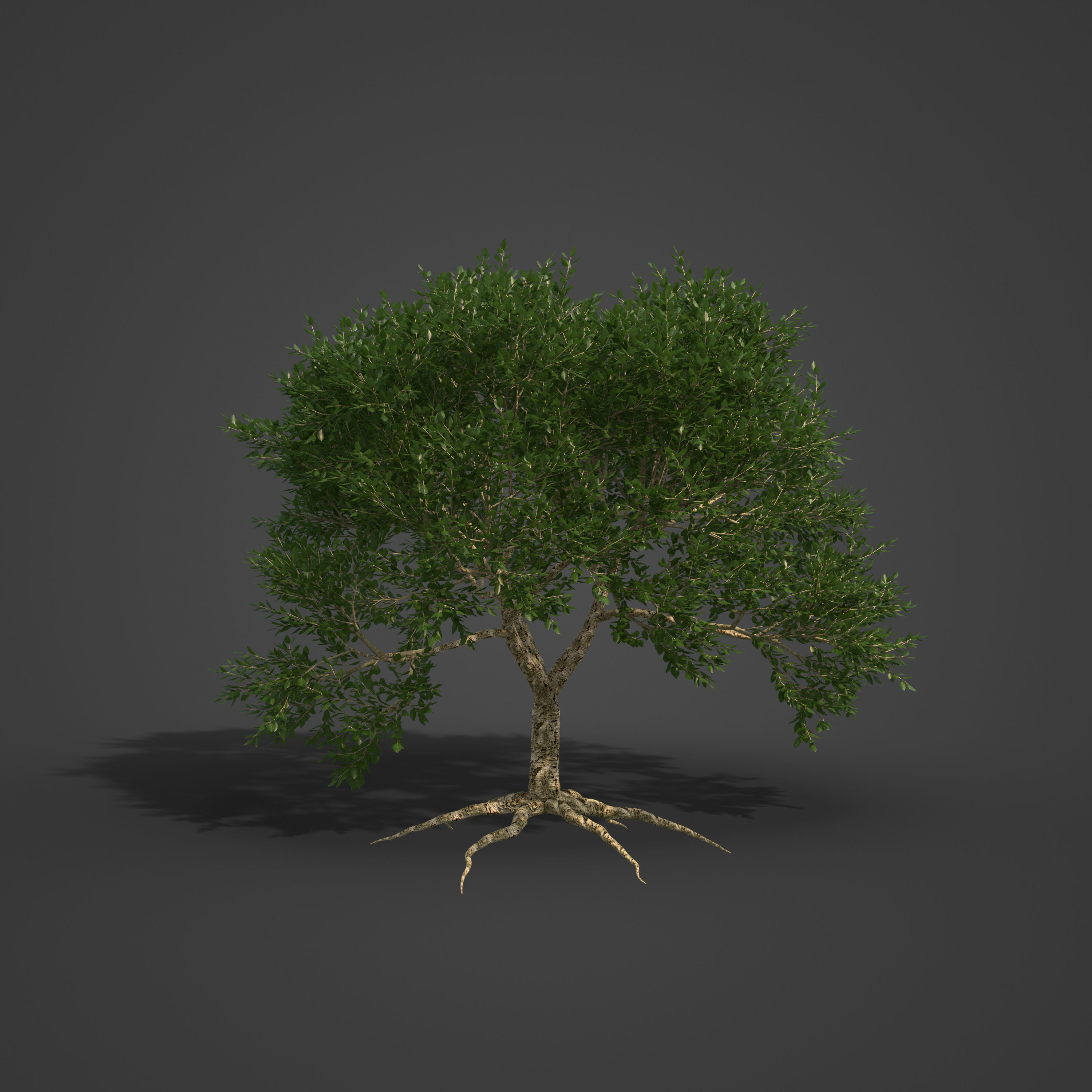 2021 PBR Cork Oak Collection - Quercus Suber  3D model_4