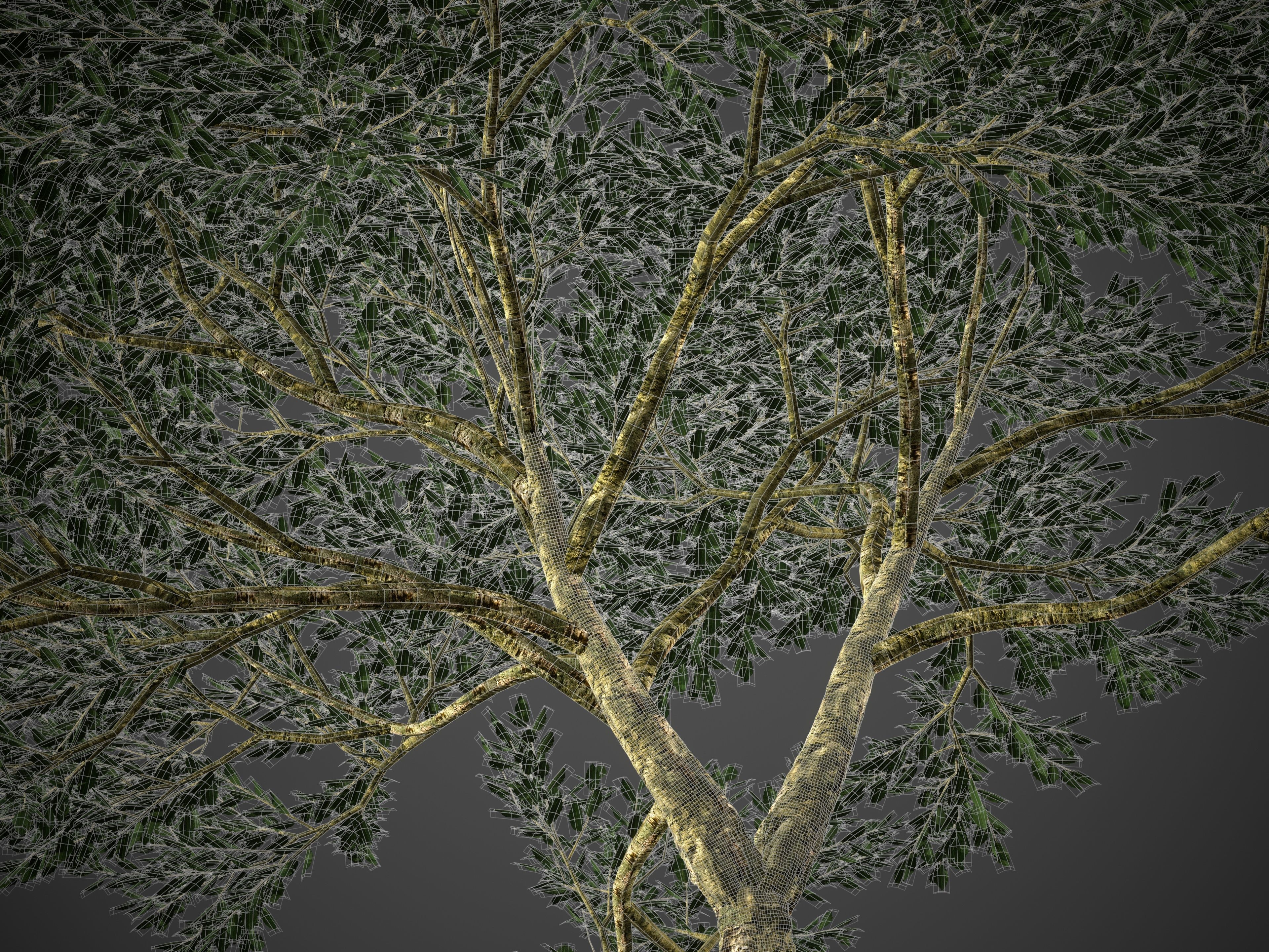 2021 PBR Cork Oak Collection - Quercus Suber  3D model_7