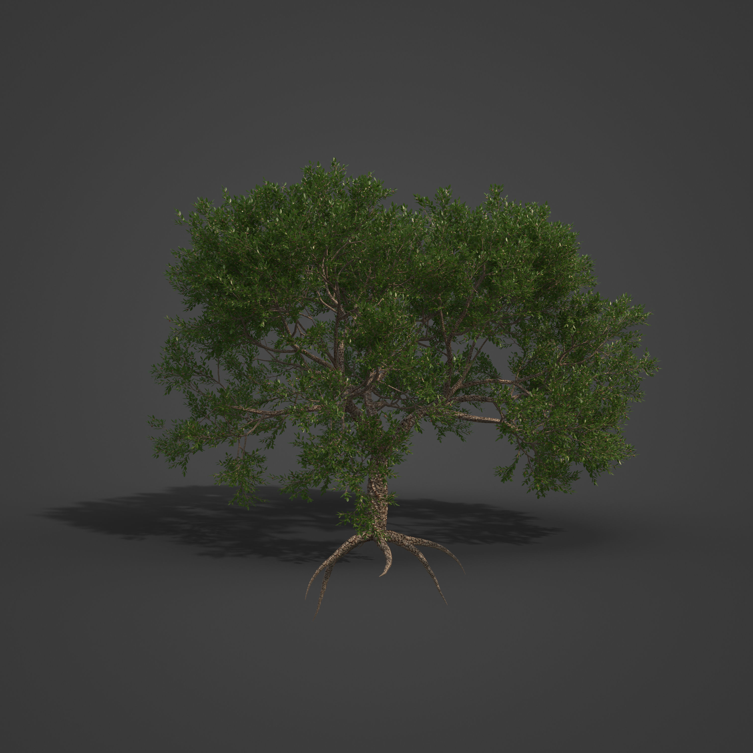2021 PBR Cork Oak Collection - Quercus Suber  3D model_6