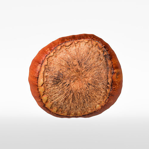 Hazelnut 3D model 7